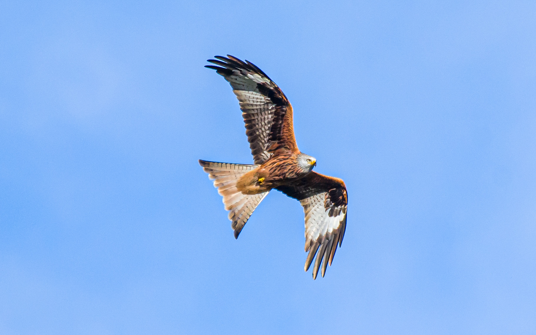 The majestic Red Kite (Milvus milvus)