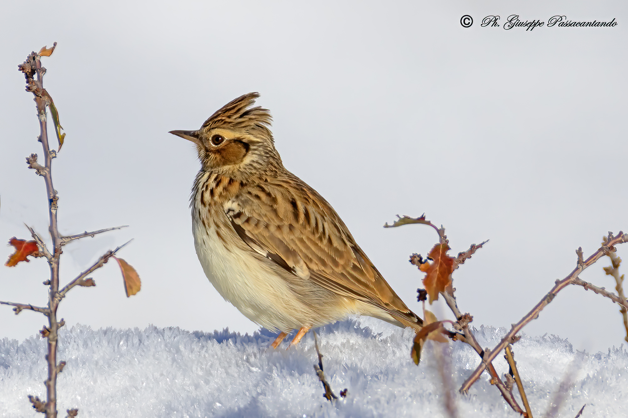 Tottavilla on the LIFER snow