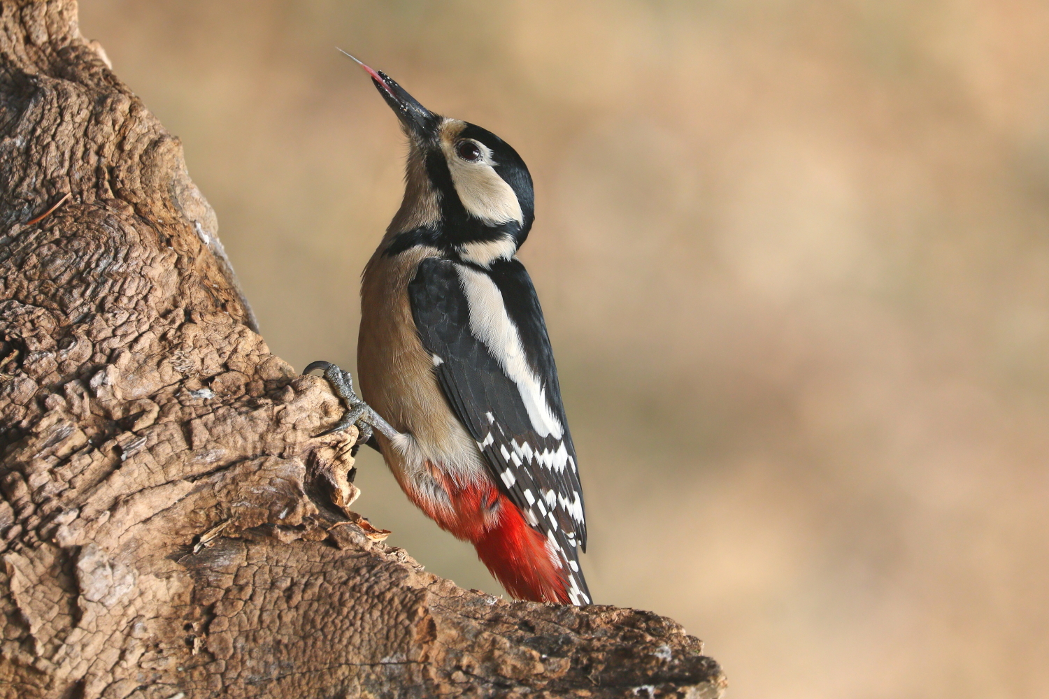 Spotted woodpecker