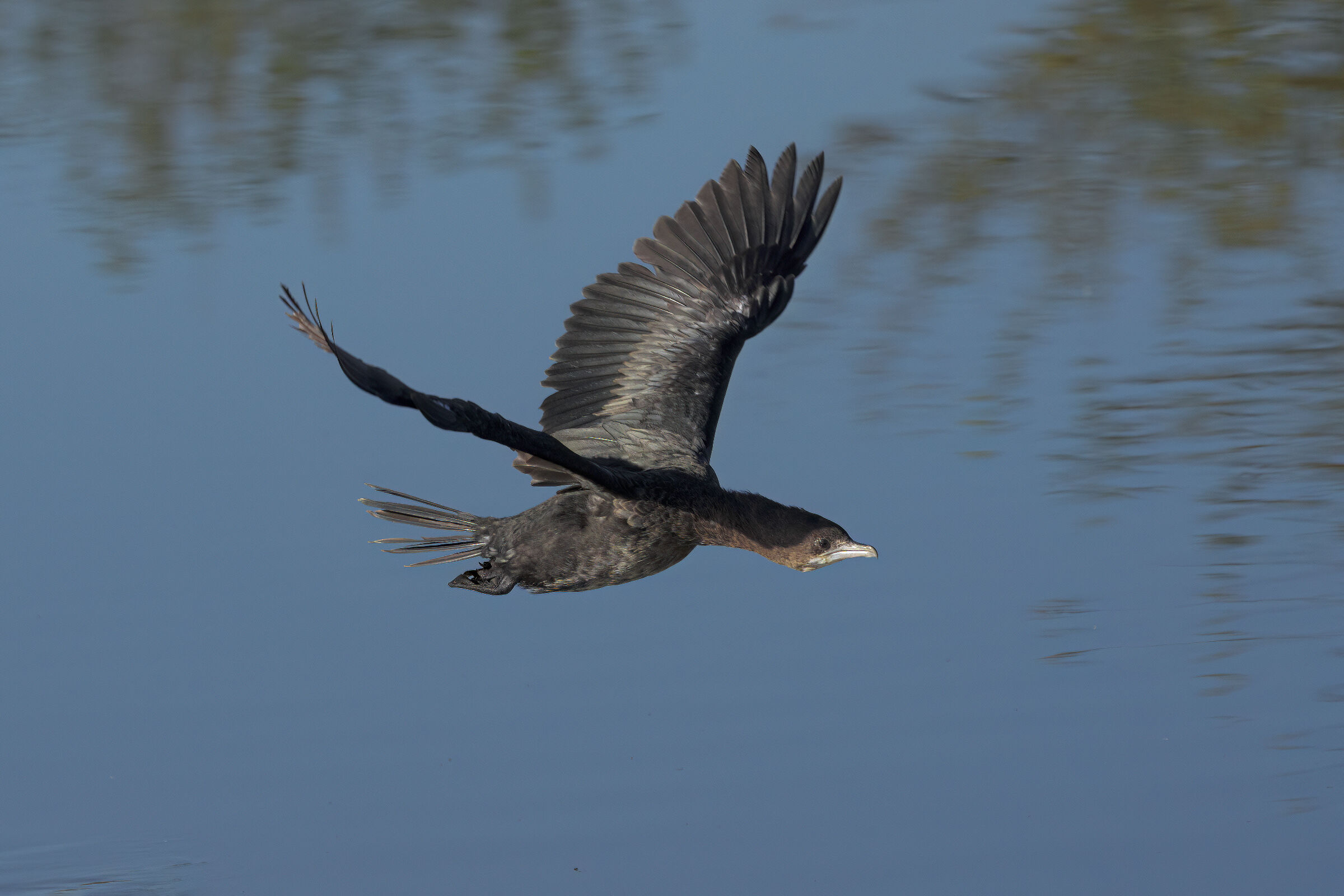 Cormorant