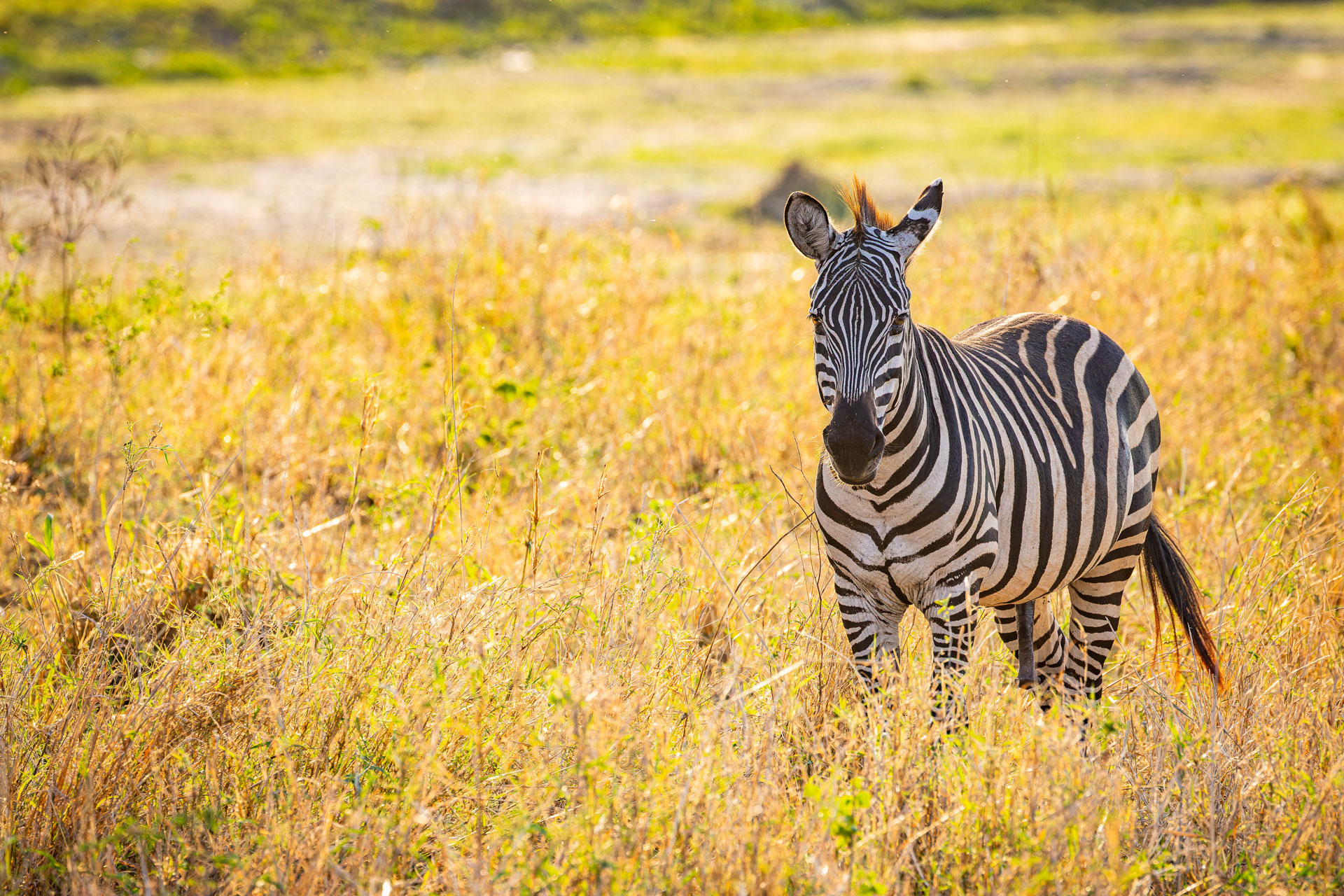 Tarangire National Park