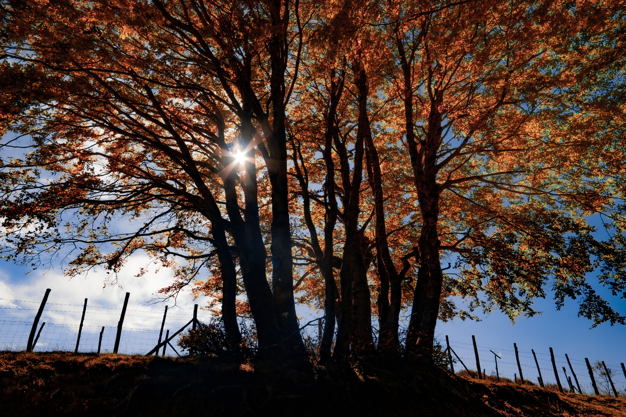 Autumn on the Nebrodi