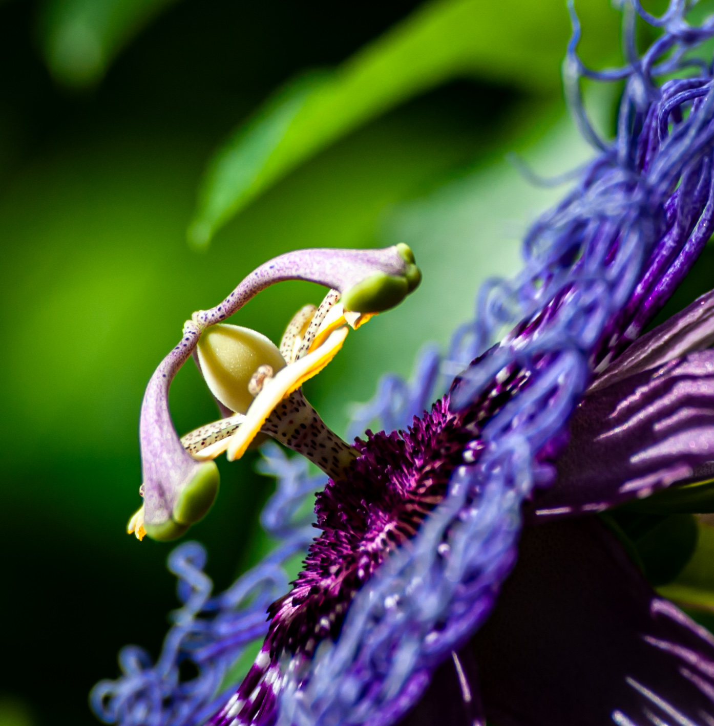 Passionflower (maybe...)