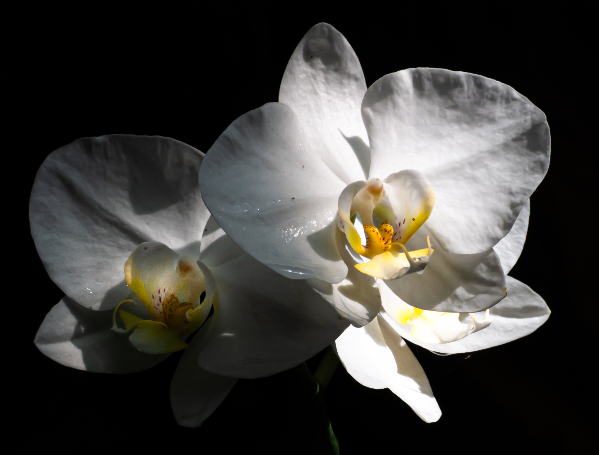 White orchid at La Mortella gardens, Ischia