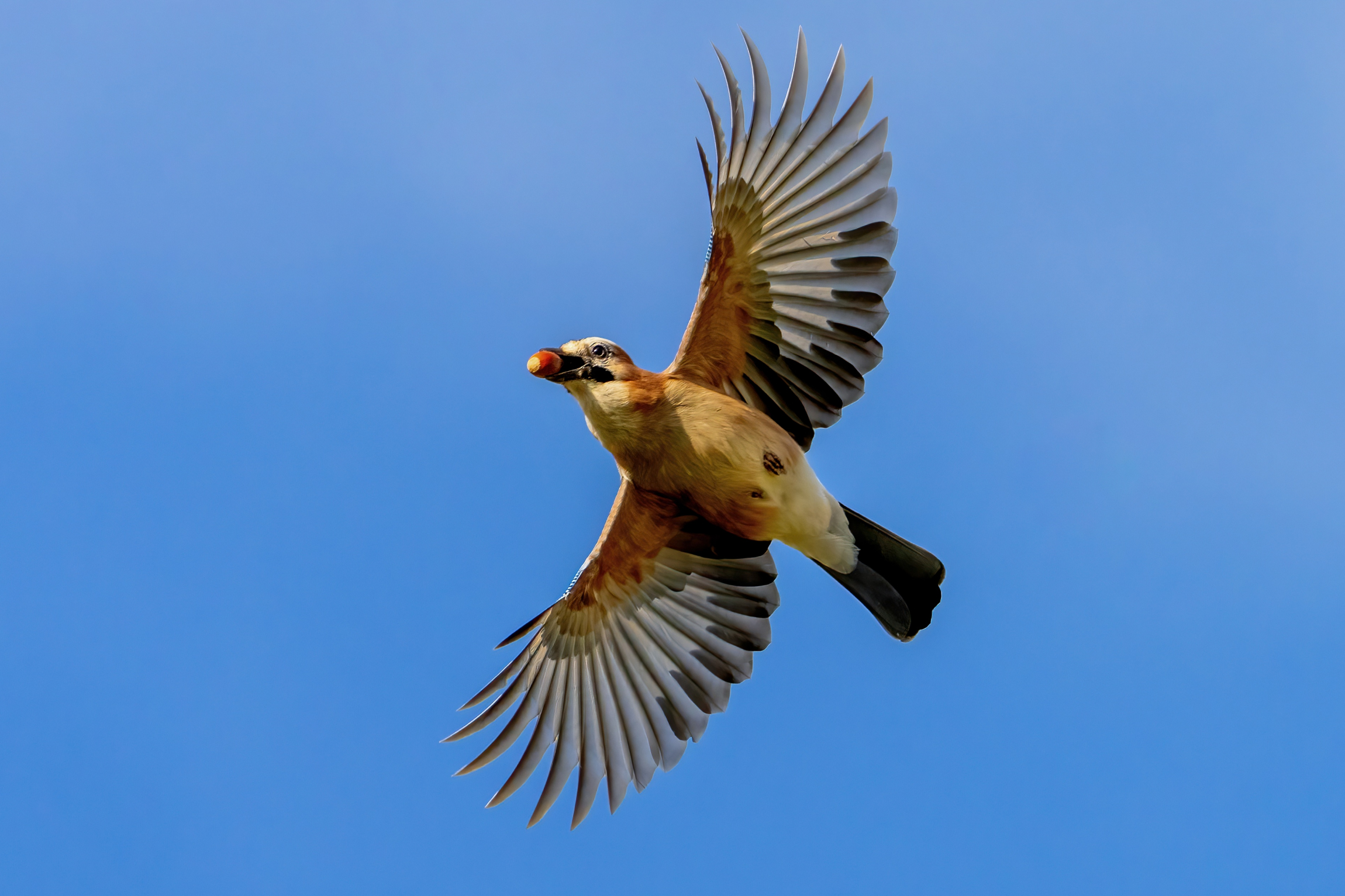 Jay (Garrulus glandarius)
