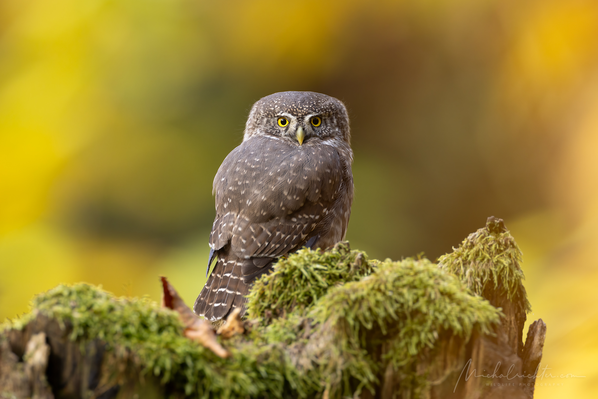Glaucidium passerinum (Gufo pigmeo eurasiatico)