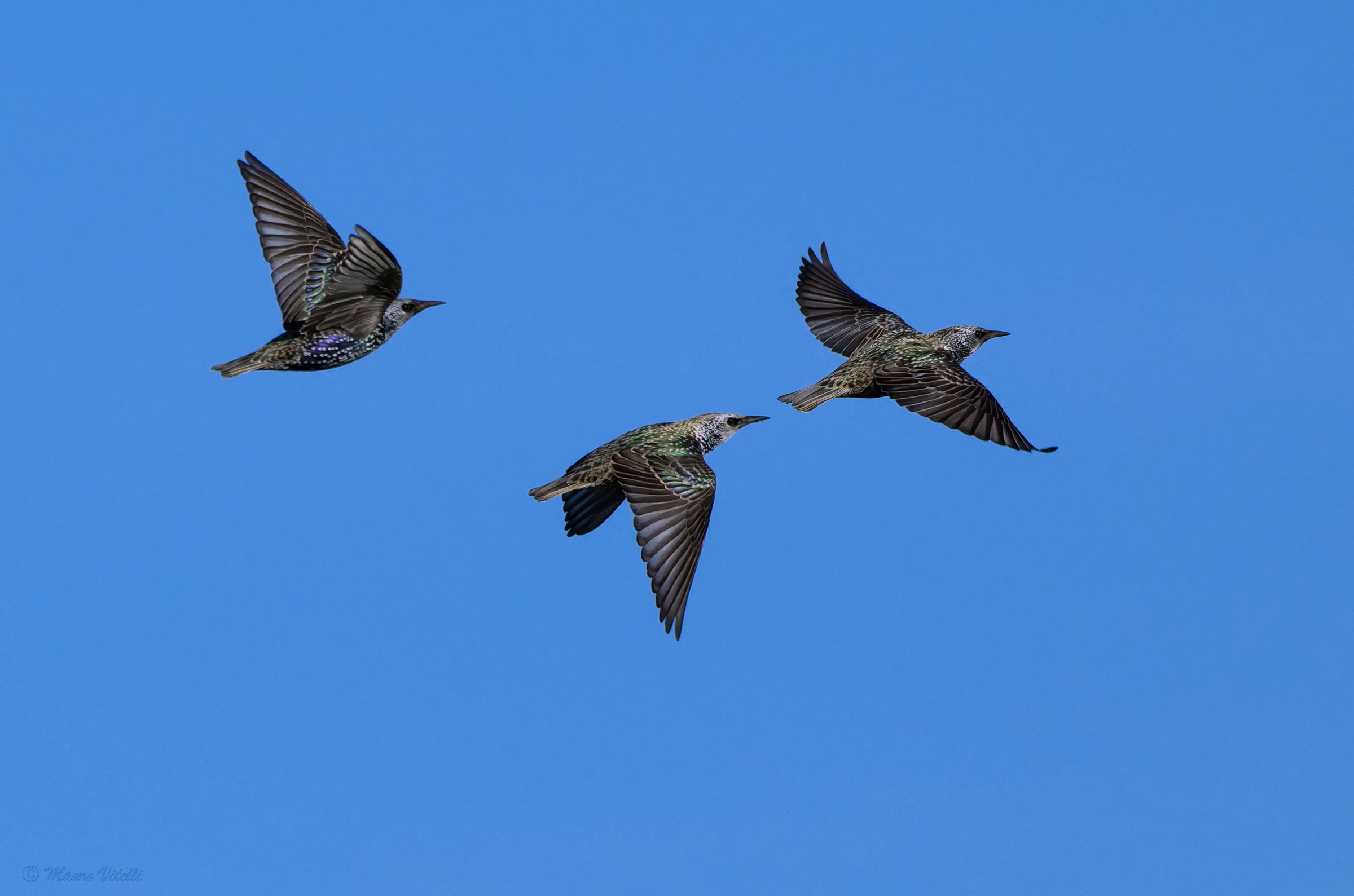 Starlings (Sturnus vulgaris)