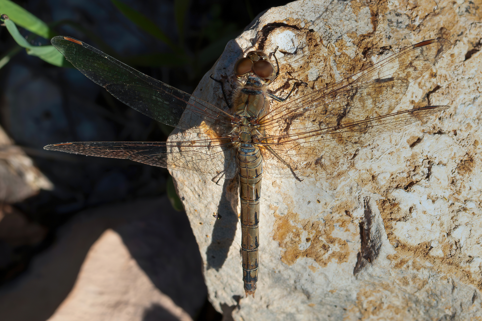 Sympetrum striolatum (femmina)