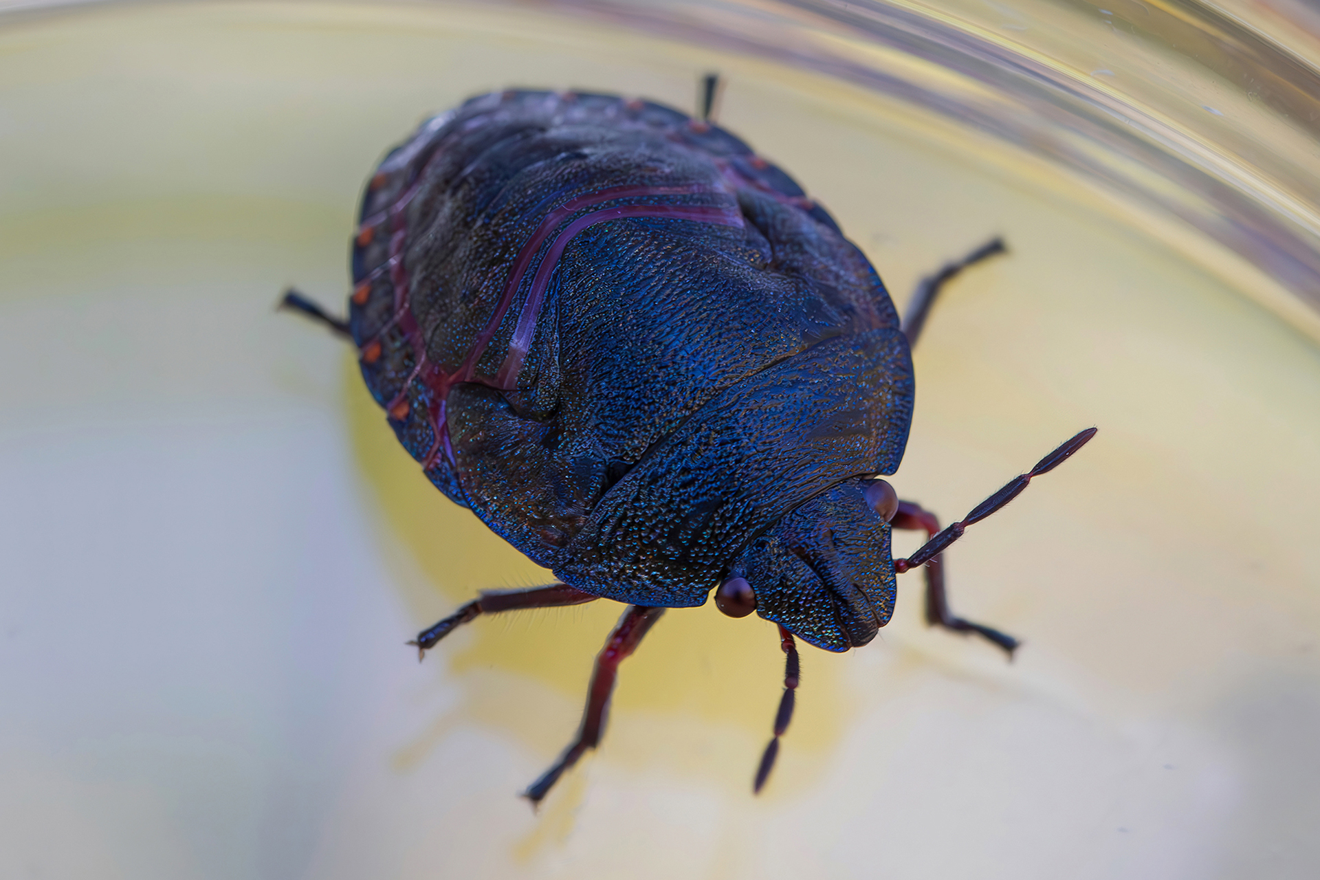 Solenosthedium bilunatum (nymph)