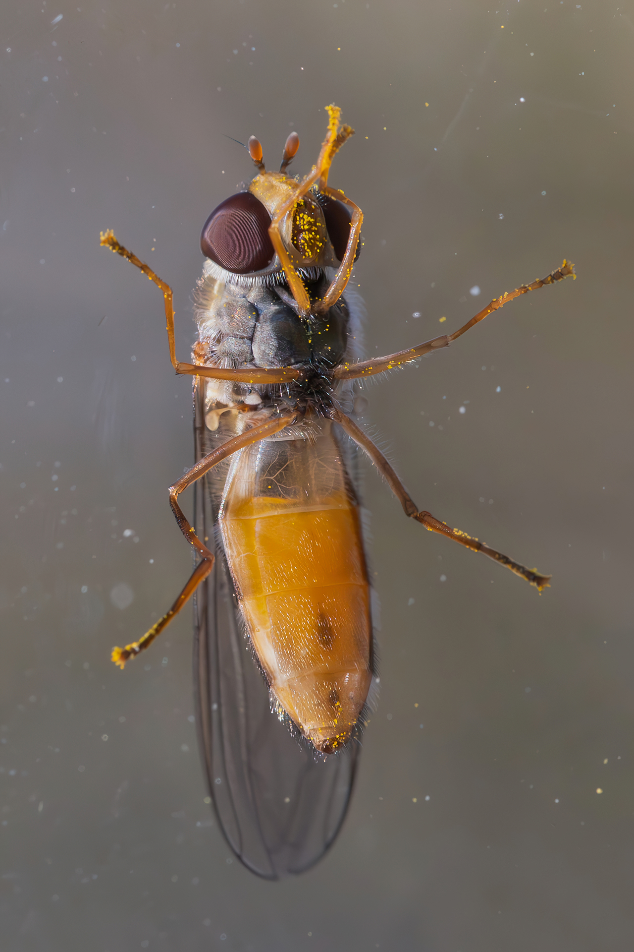 Episyrphus balteatus
