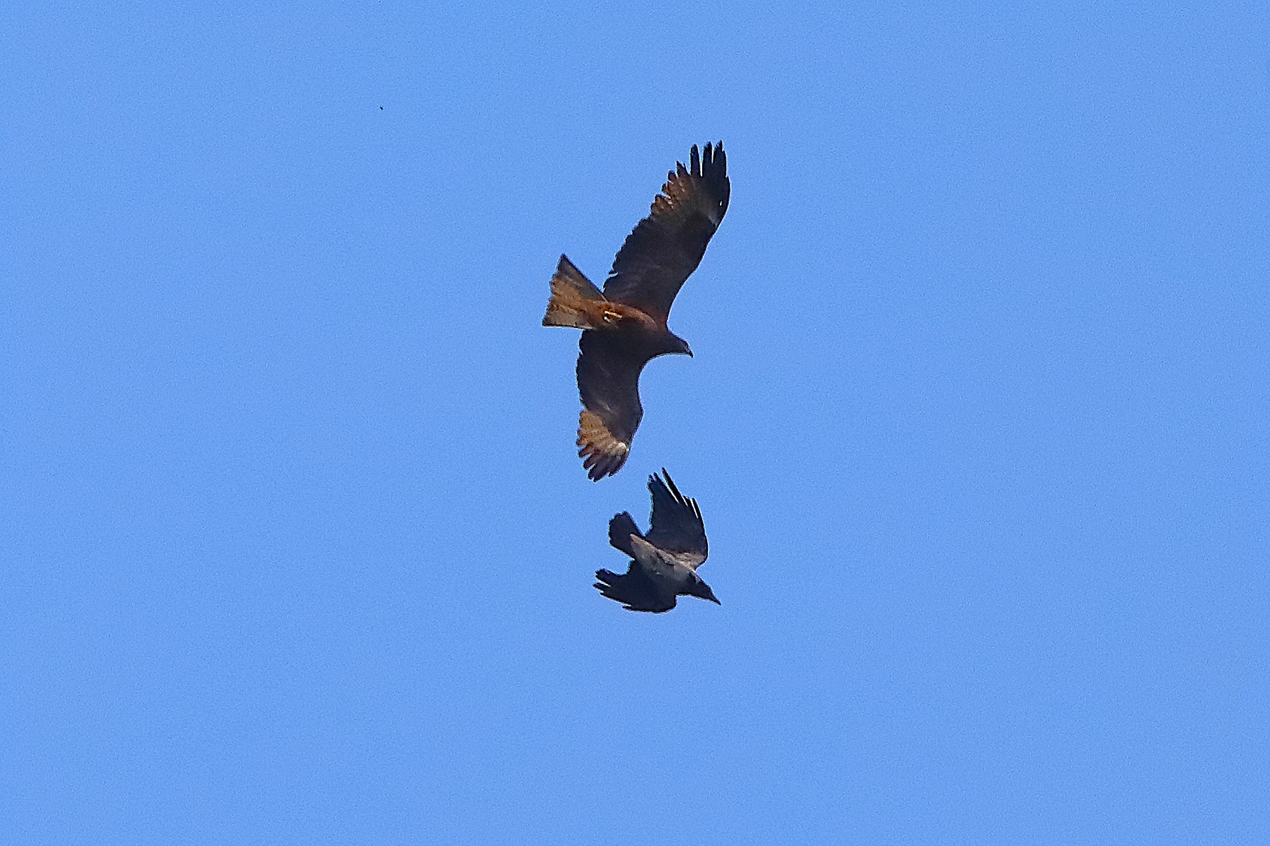 Nibbio bruno 11 maggio 2024 - 0083