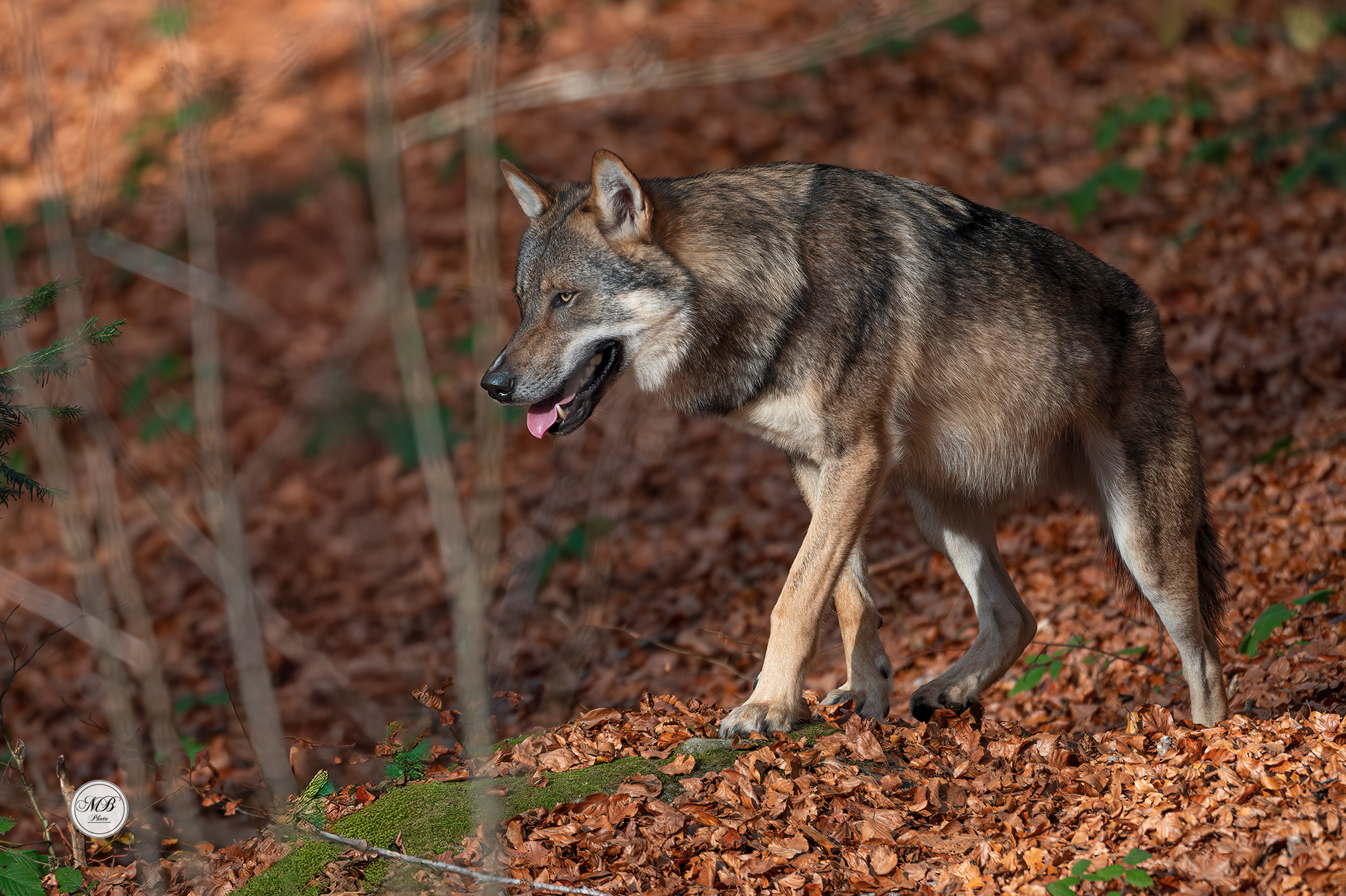 Wolf