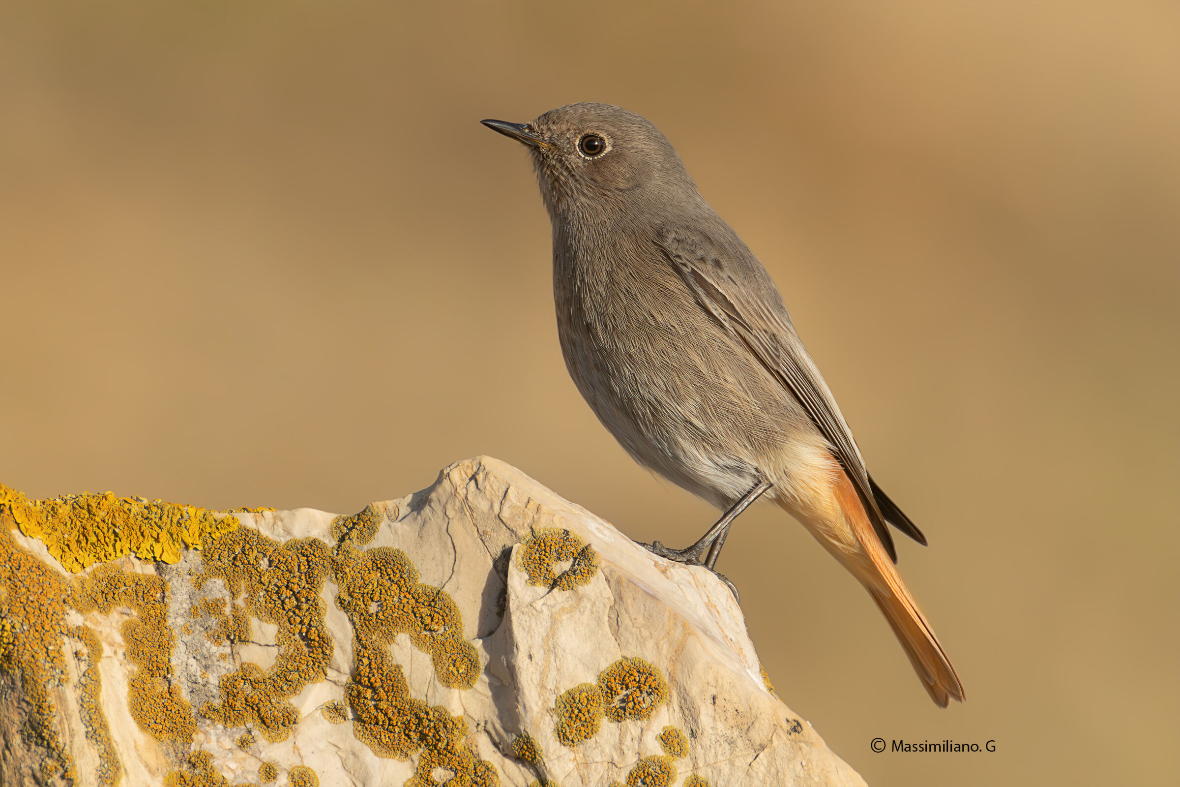 Redstart