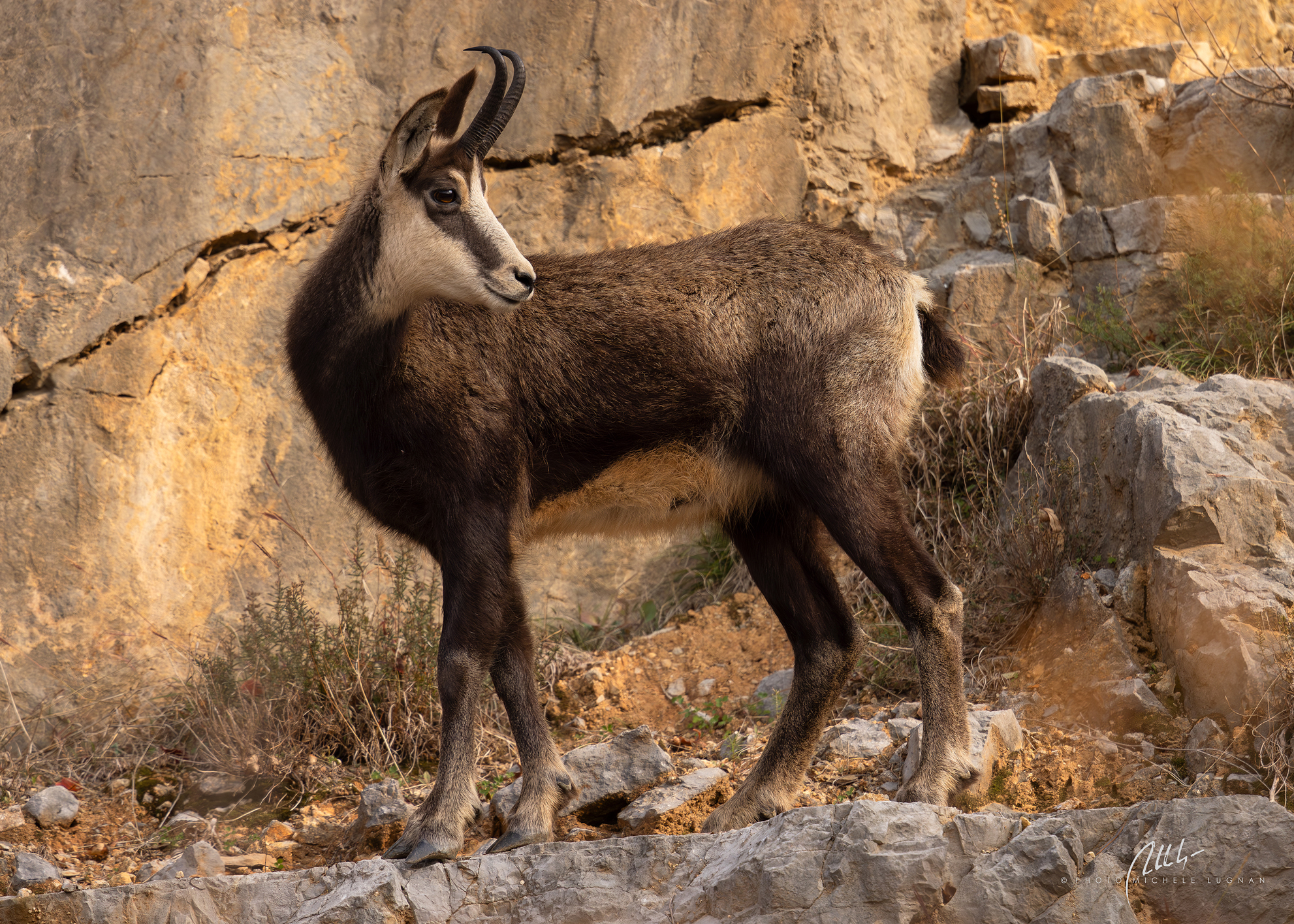 Rupicapra rupicapra