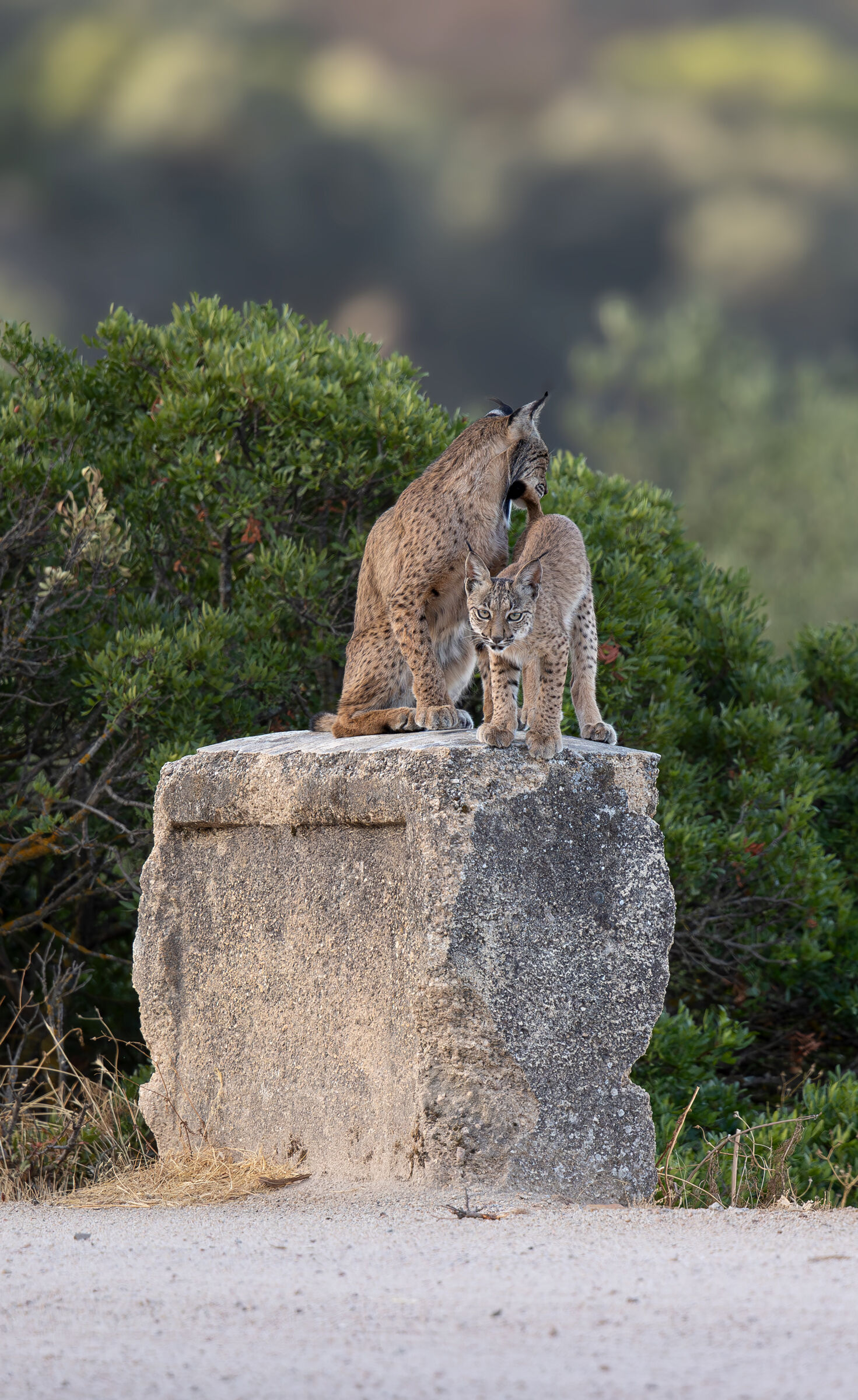 Punto d'osservazione riservato...