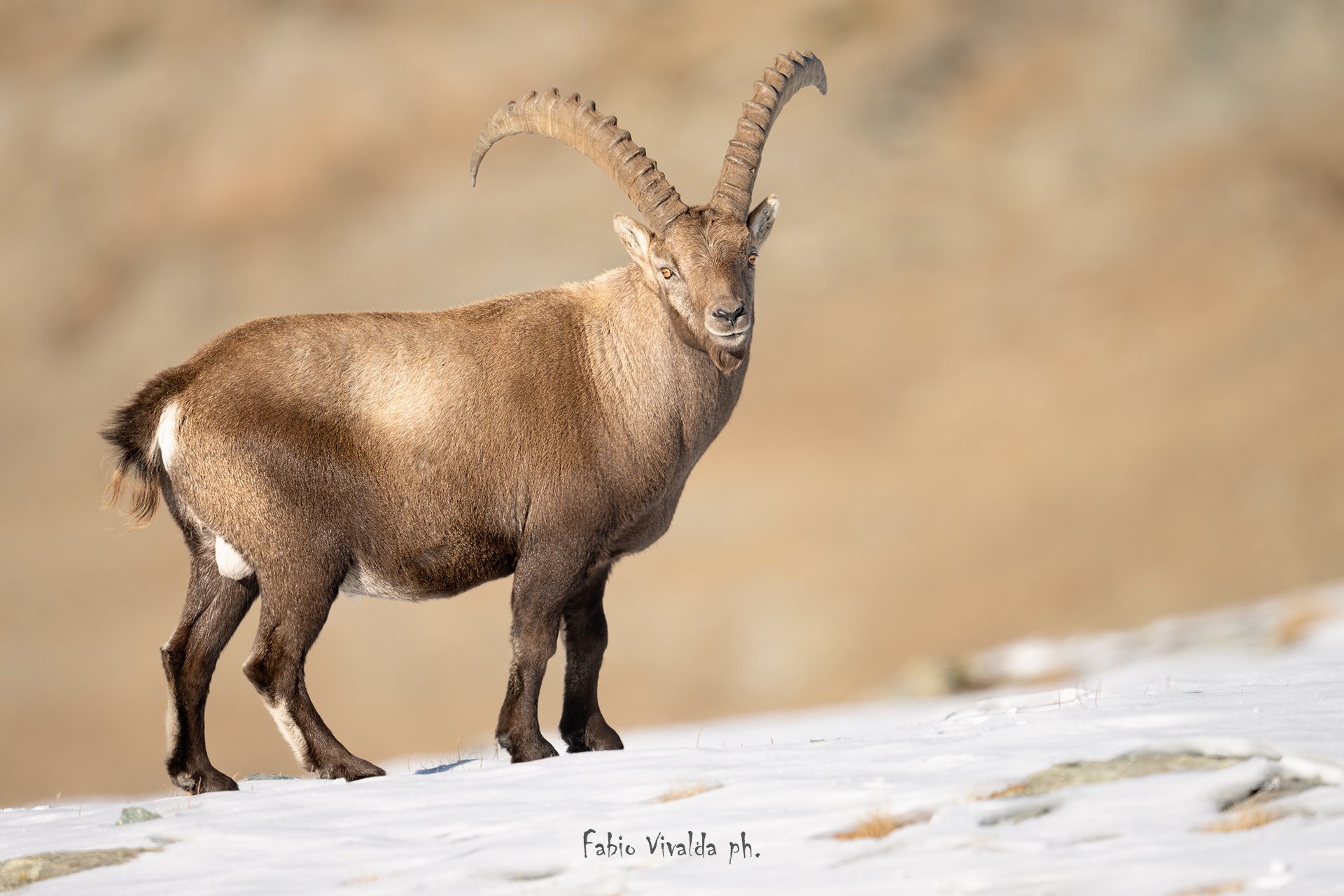 Ibex in autumn