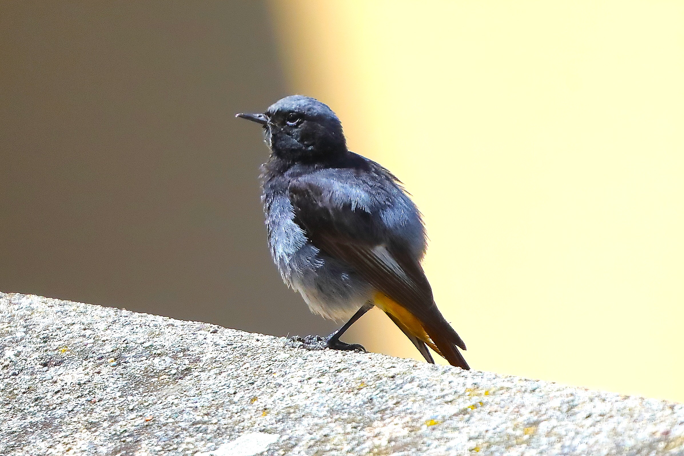 Codirosso S M 04 luglio 2024 - 0057