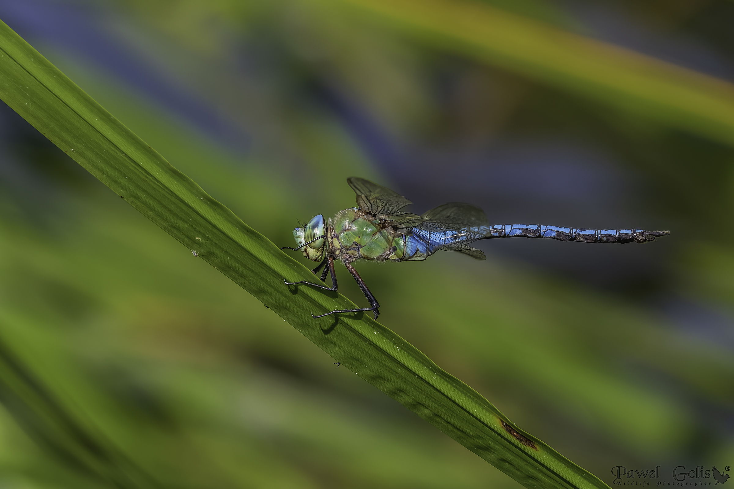 Emperor Dragonfly (Anax imperator)