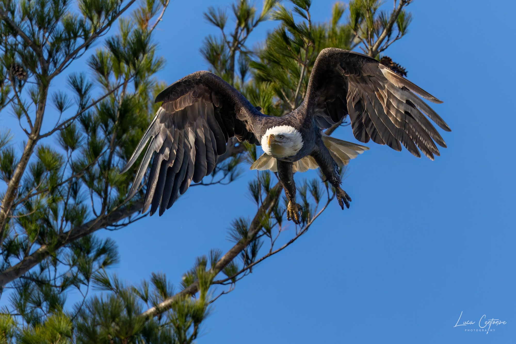 Bald Eagle (Haliaeetus leucocephalus)
