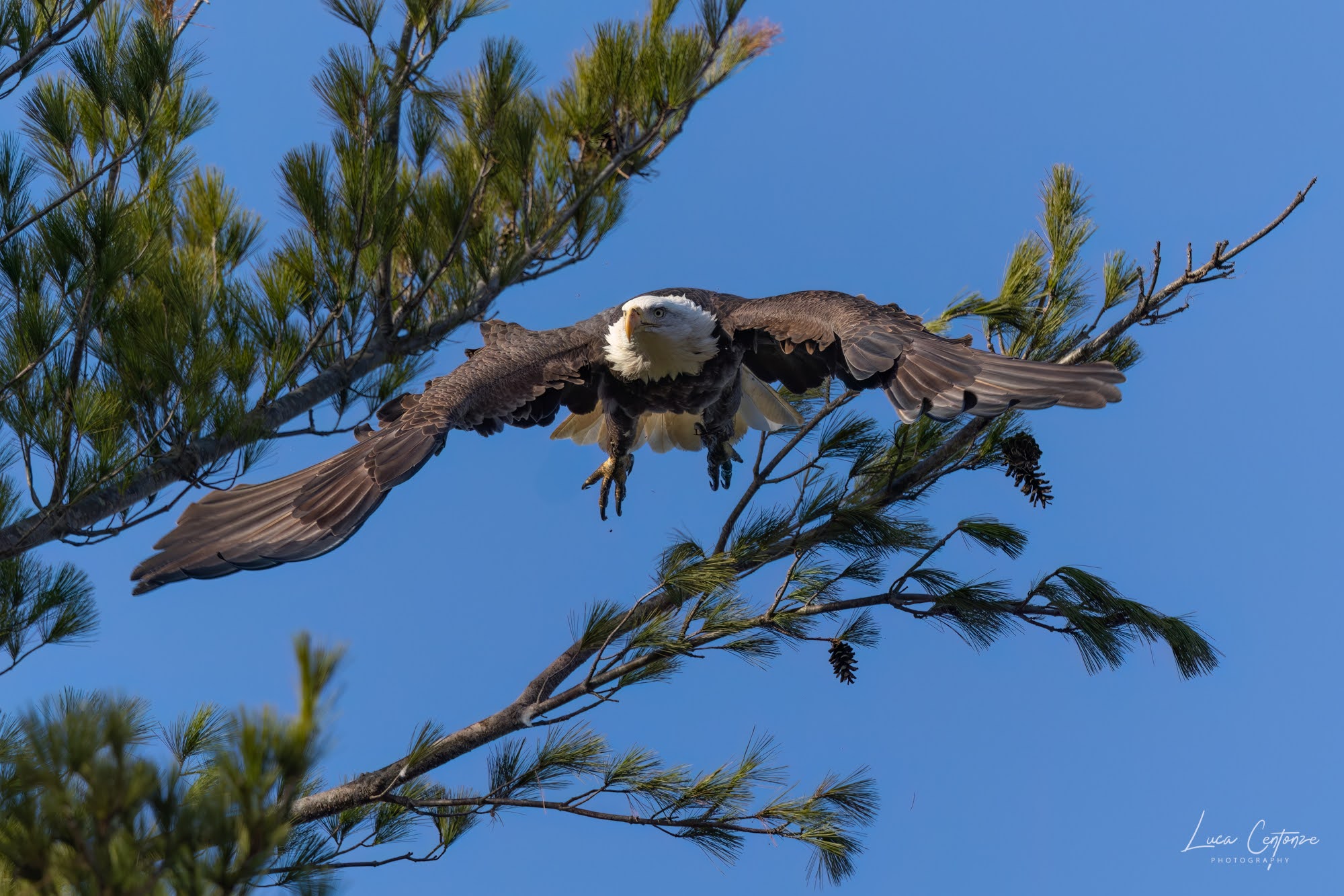 Bald Eagle (Haliaeetus leucocephalus)