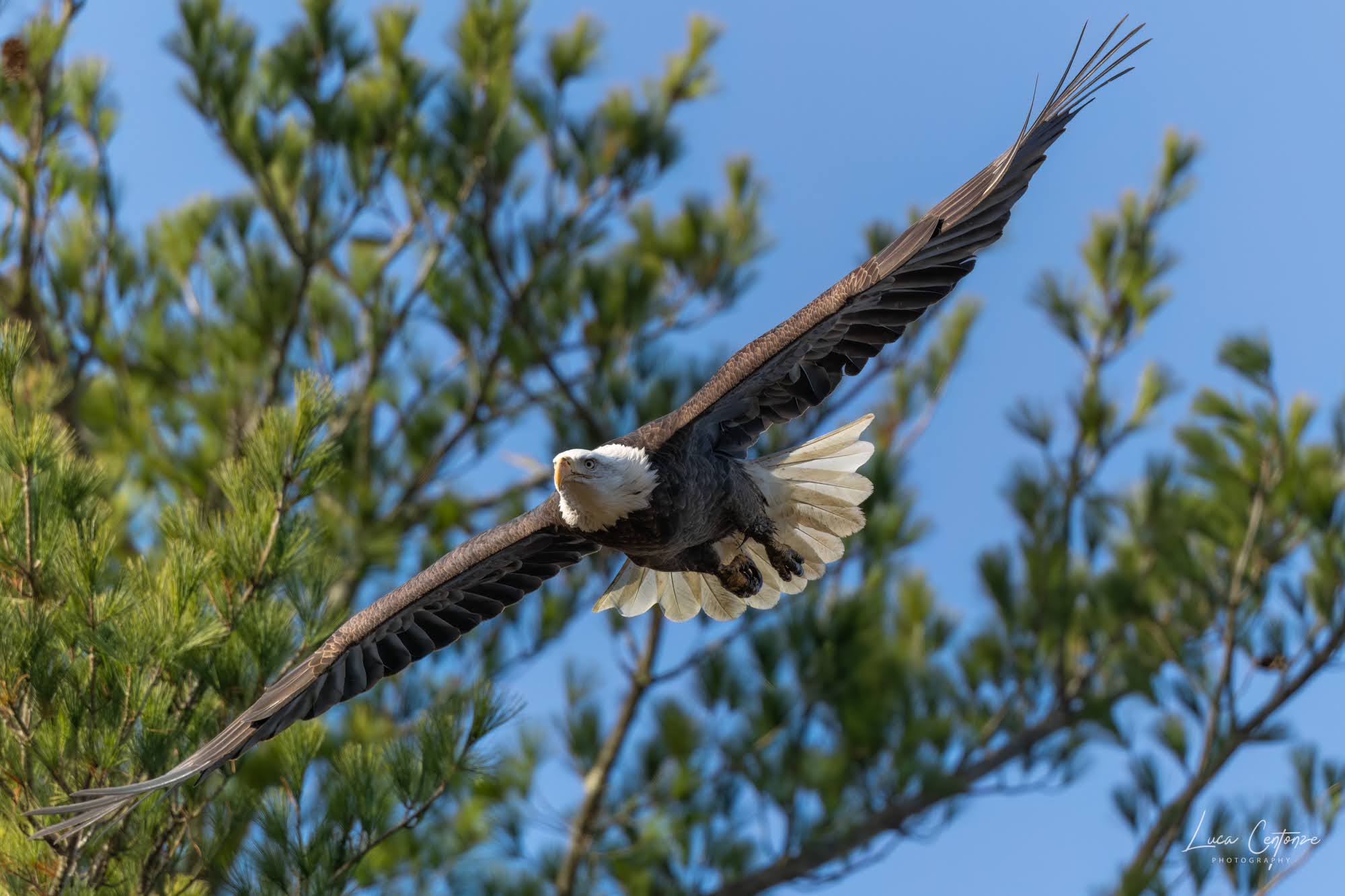 Bald Eagle (Haliaeetus leucocephalus)