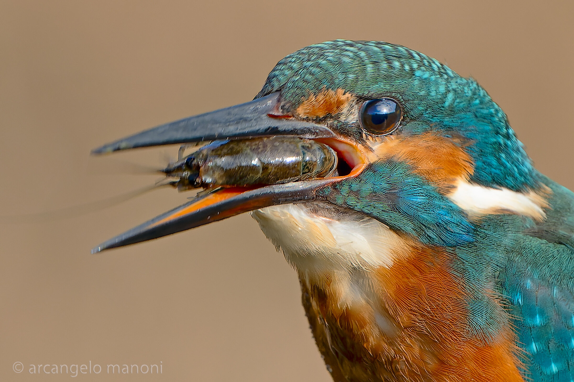 La fine del gambero di fiume