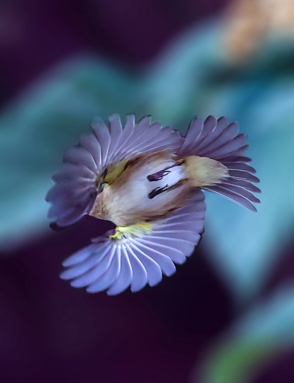 While I was shooting he turned. It looks like a flower