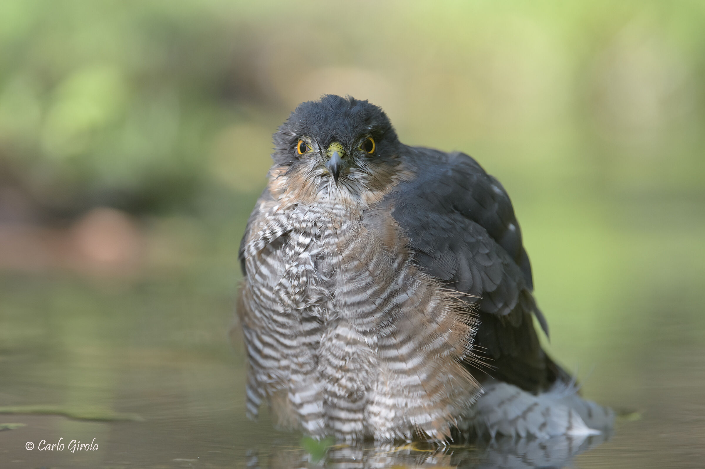 Sparrowhawk (Accipiter nisus)
