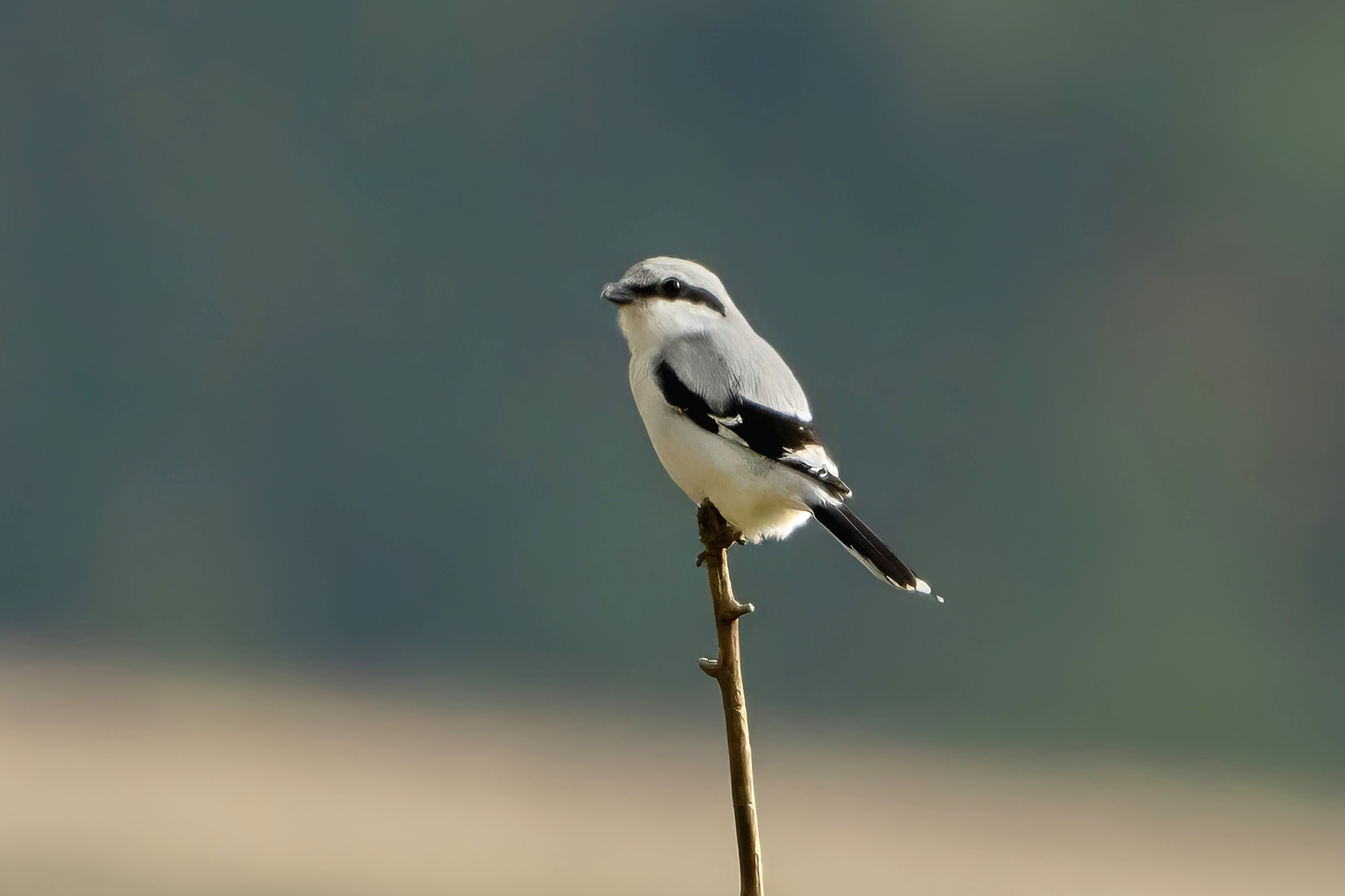 Great Shrike (Lanius excubitor)