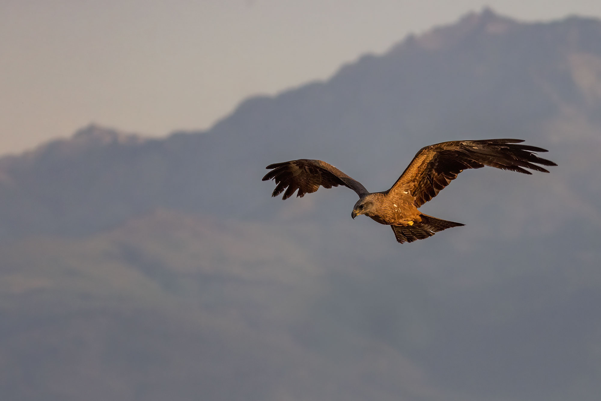 Black kite