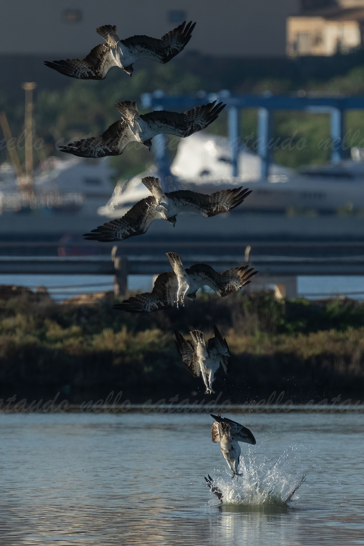 Osprey: Over a period of about half a century