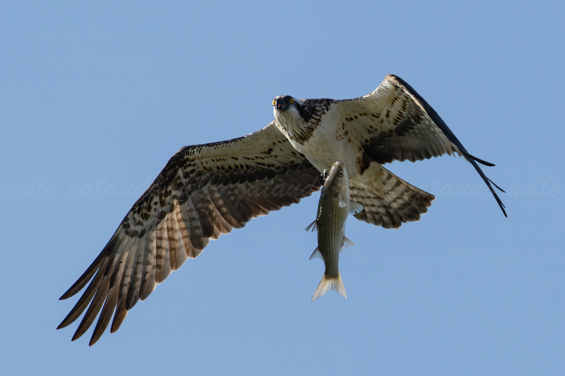 Osprey with prey