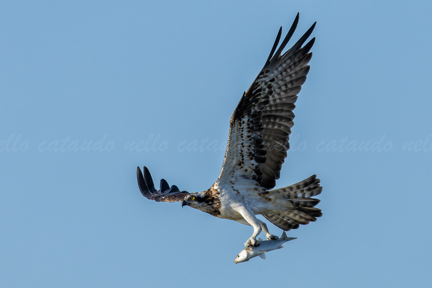 Osprey with prey