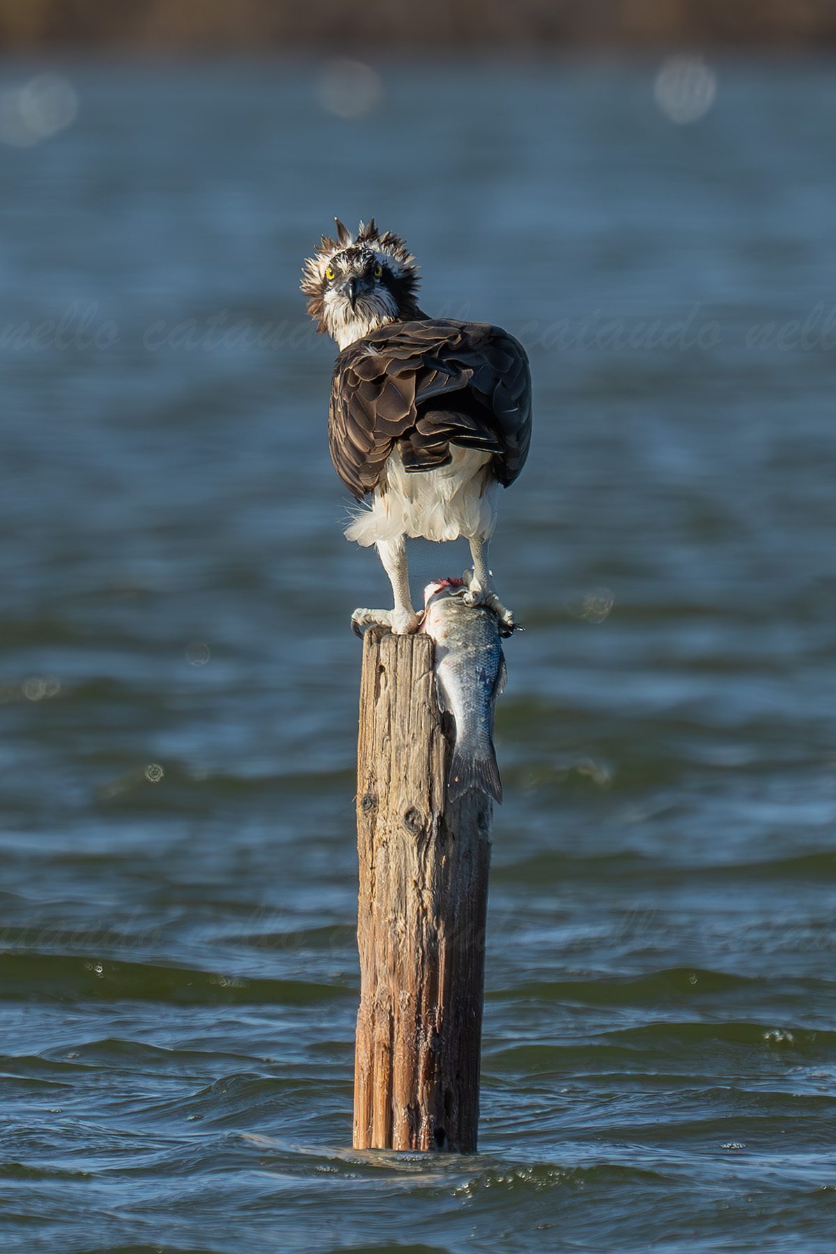 Osprey with prey