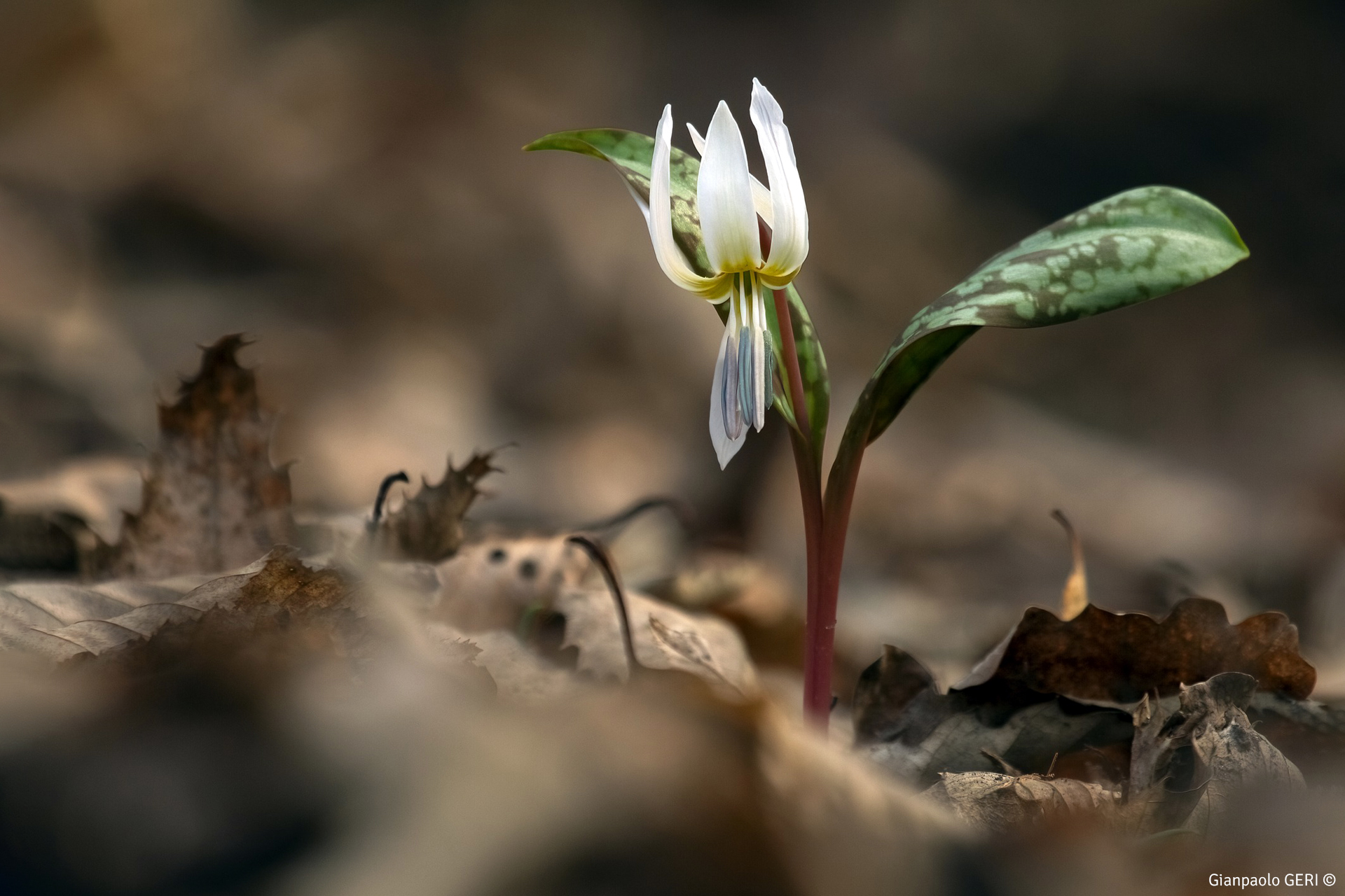 Erythronium dens-canis