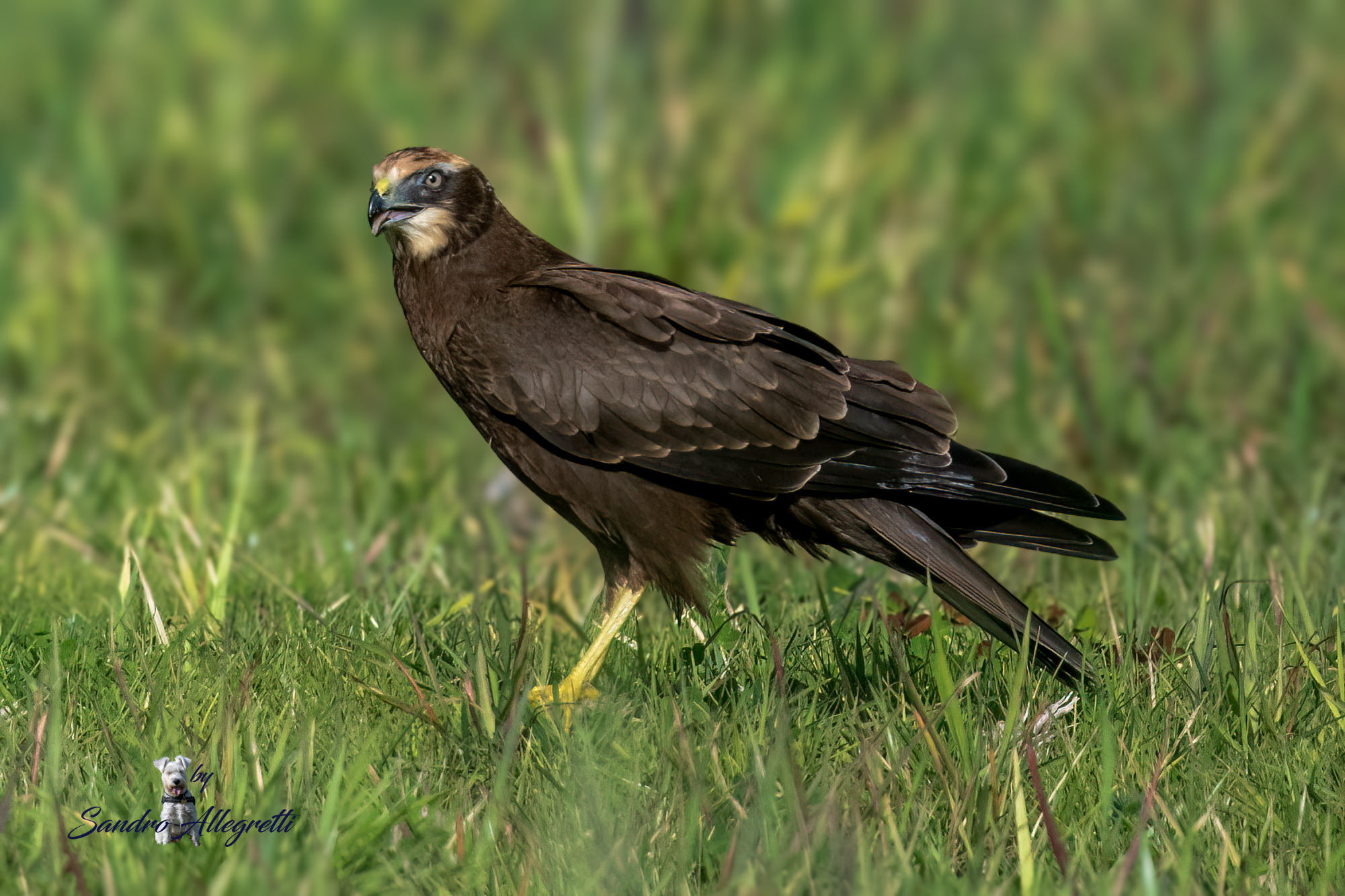 Il falco di palude (Circus aeruginosus)