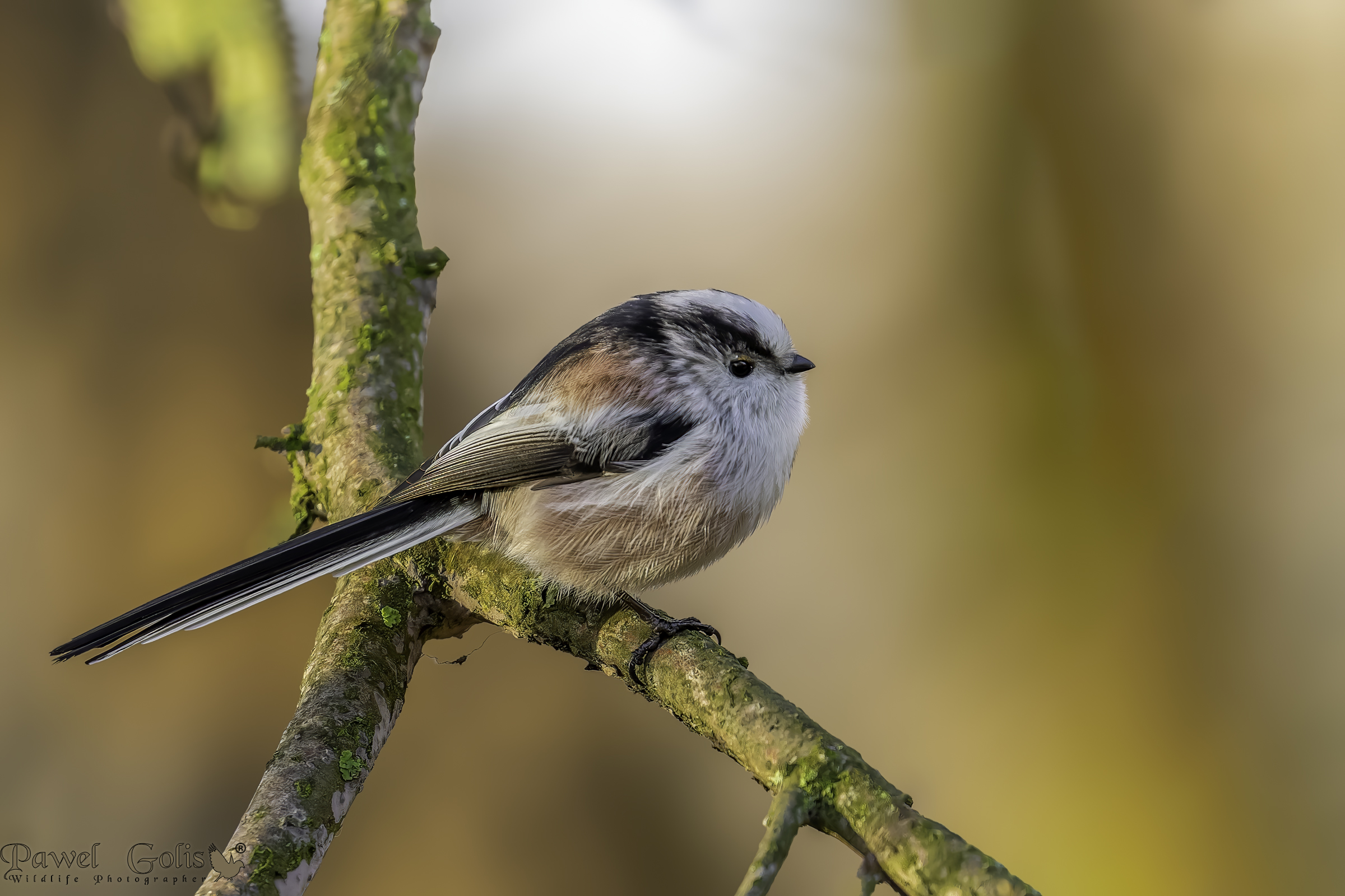 Cinciallegra (Aegithalos caudatus)