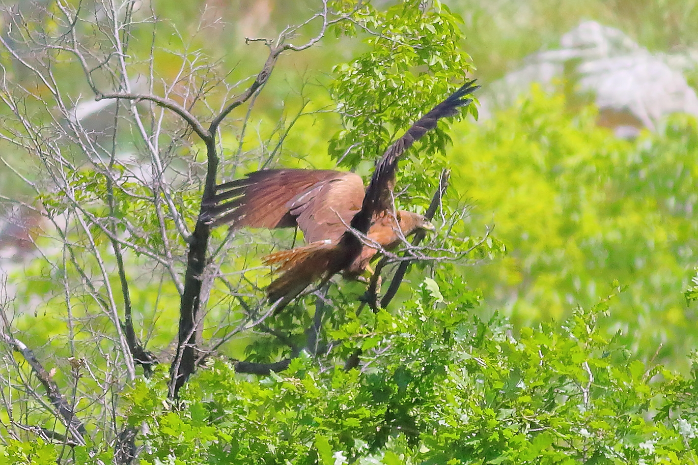 Nibbio bruno 09 maggio 2024 - 8922