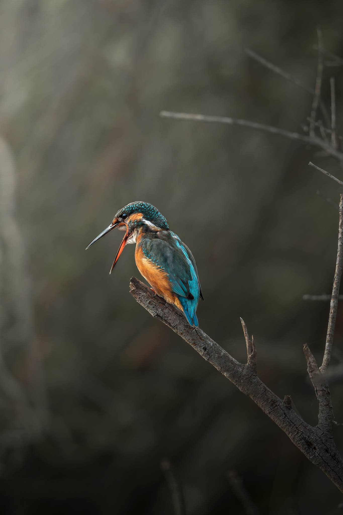 Kingfisher