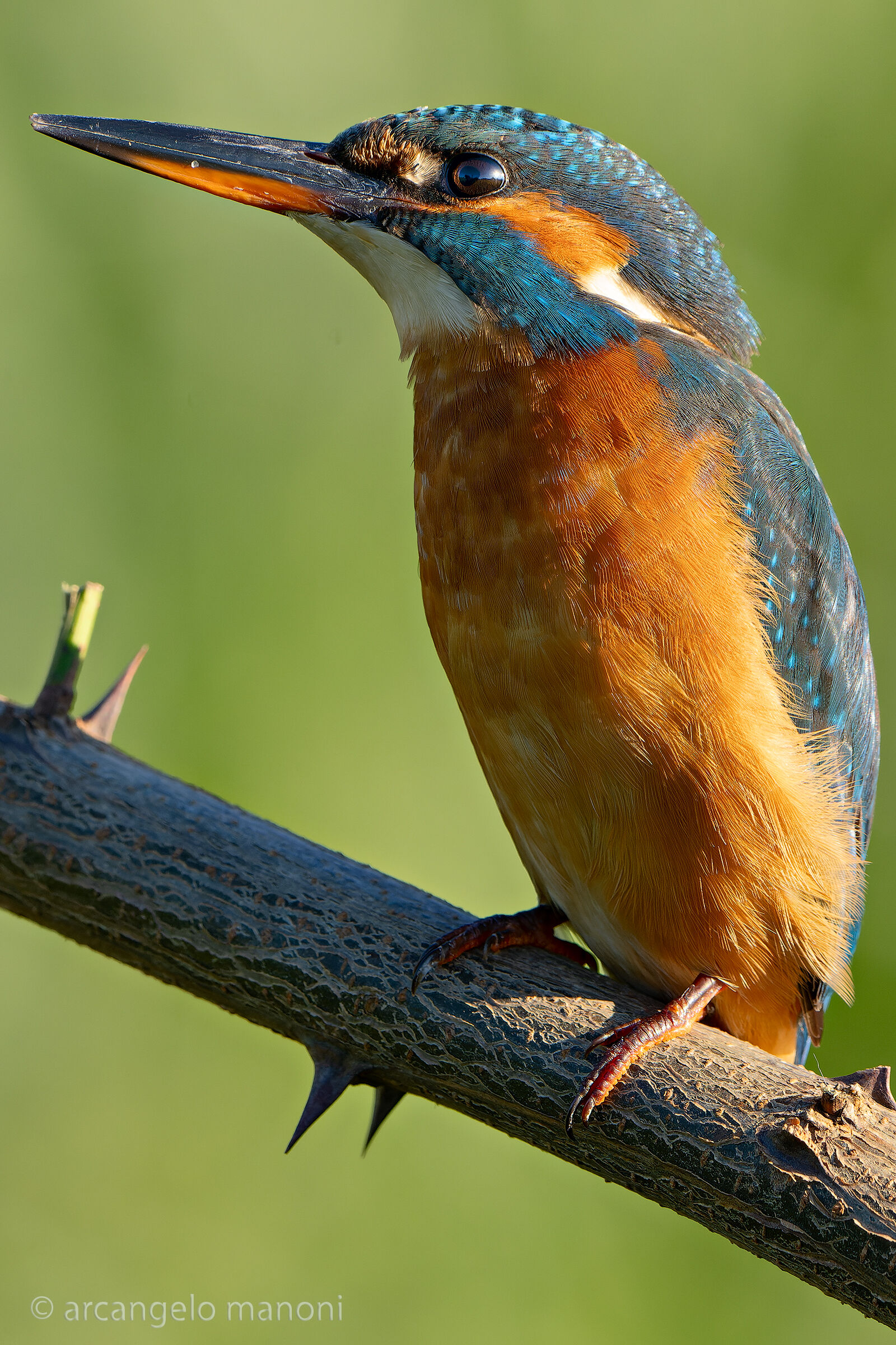 Ombre e luci sulla martina