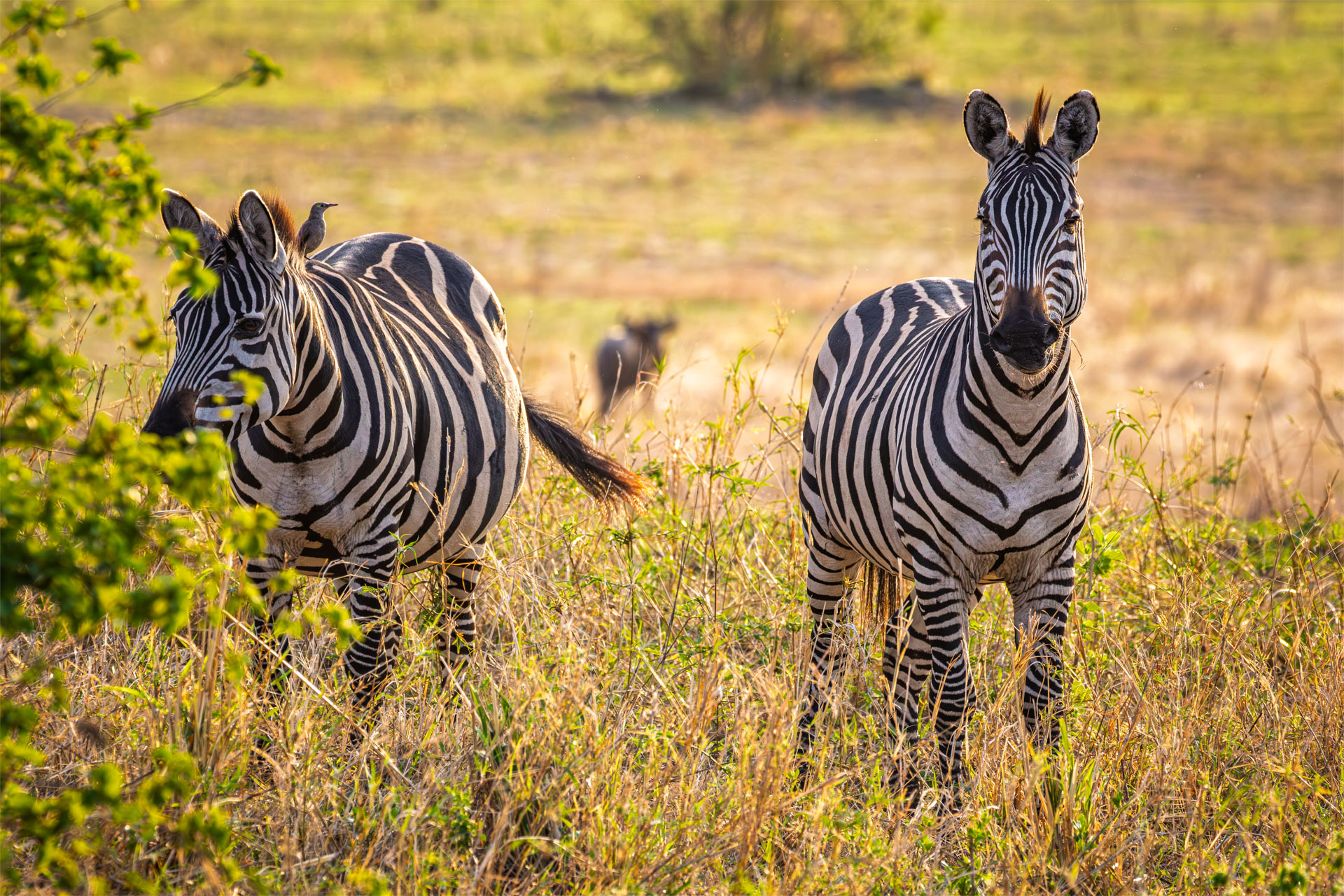Zebre - Tarangire - 30 Ottobre 2024