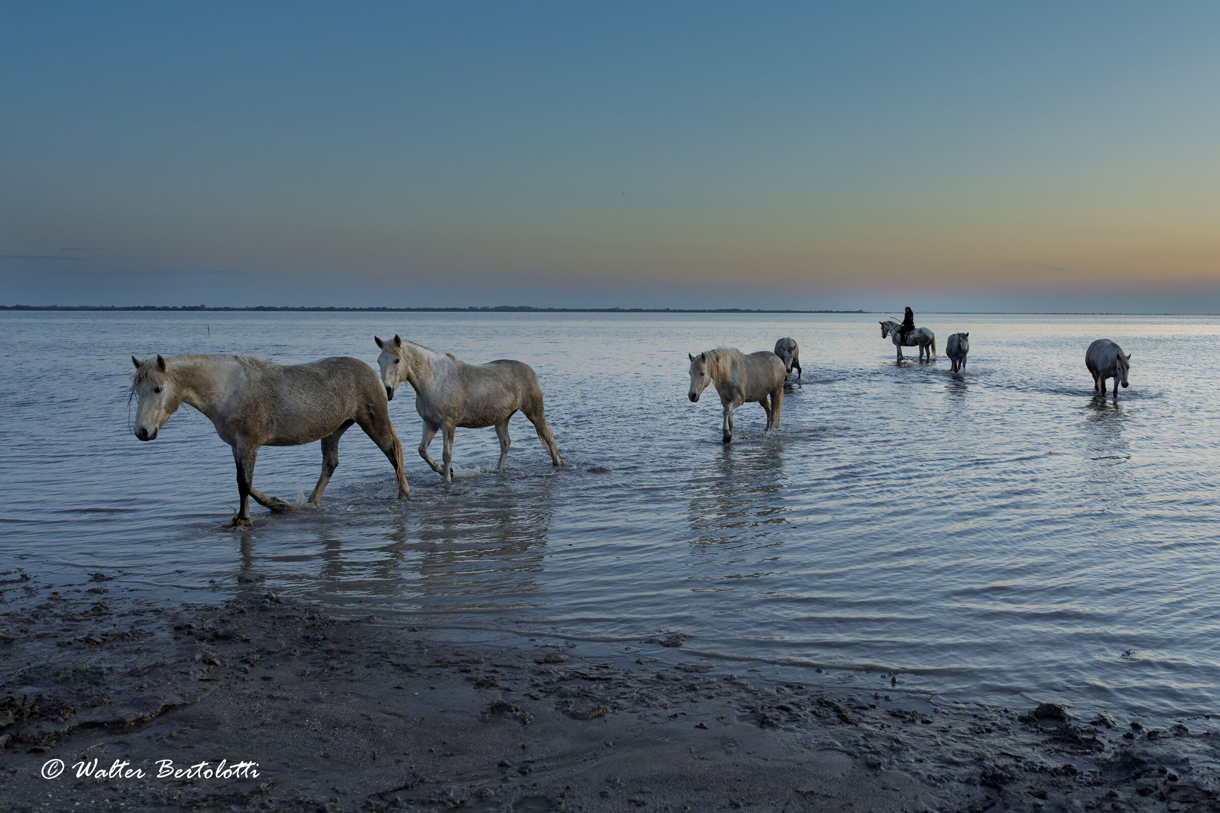 Camargue