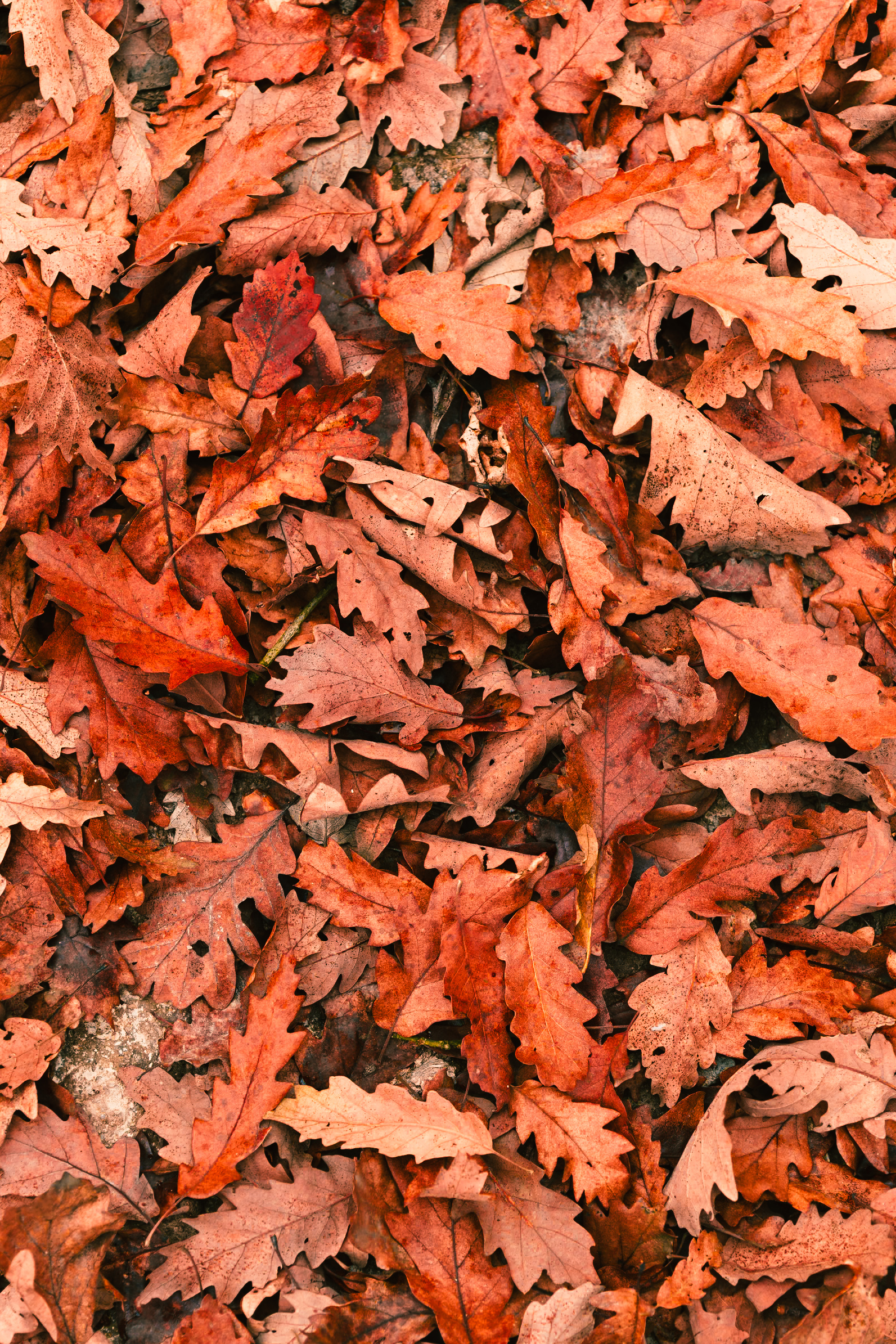 Fall