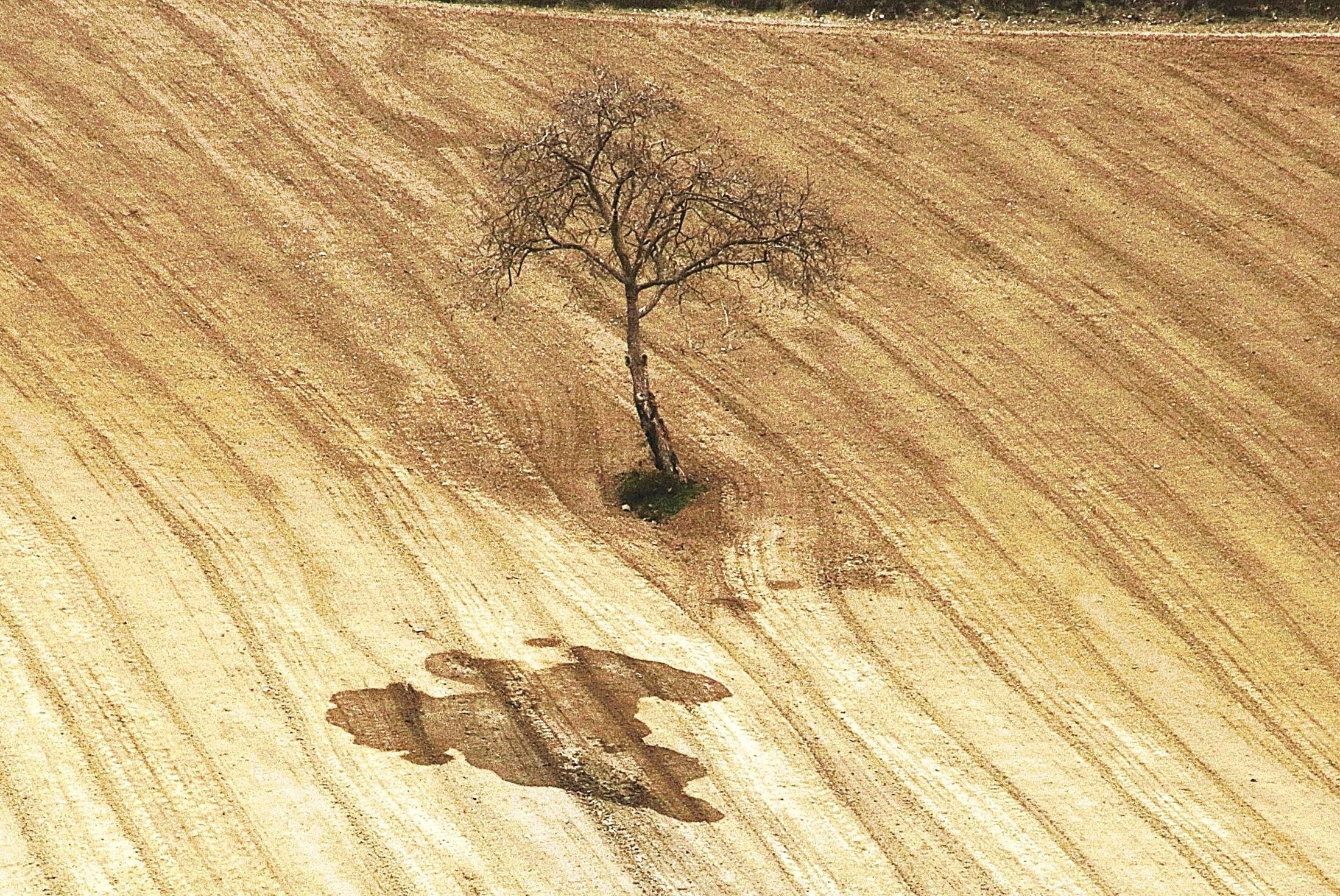 The sadness of a tree