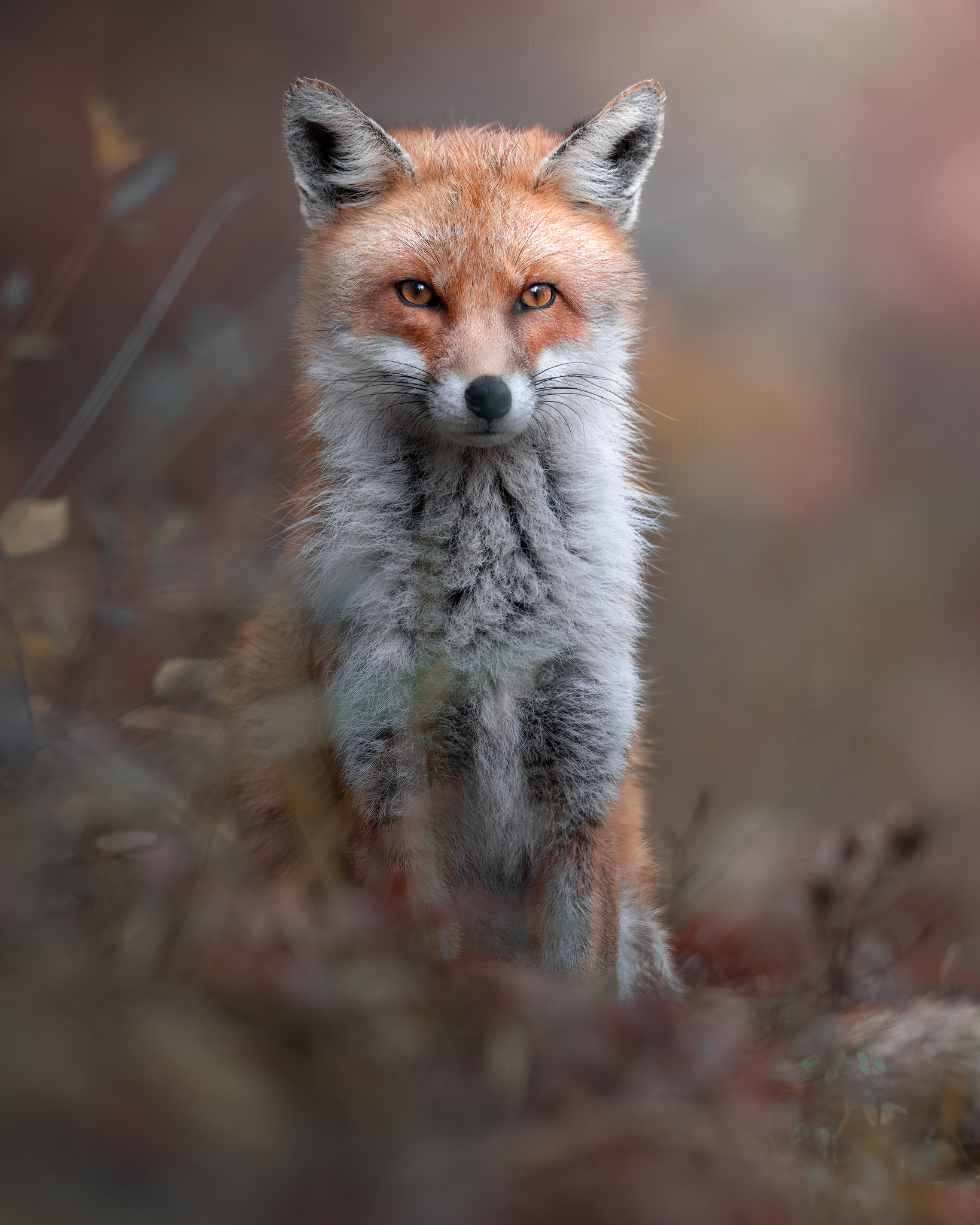 Autumn Fox