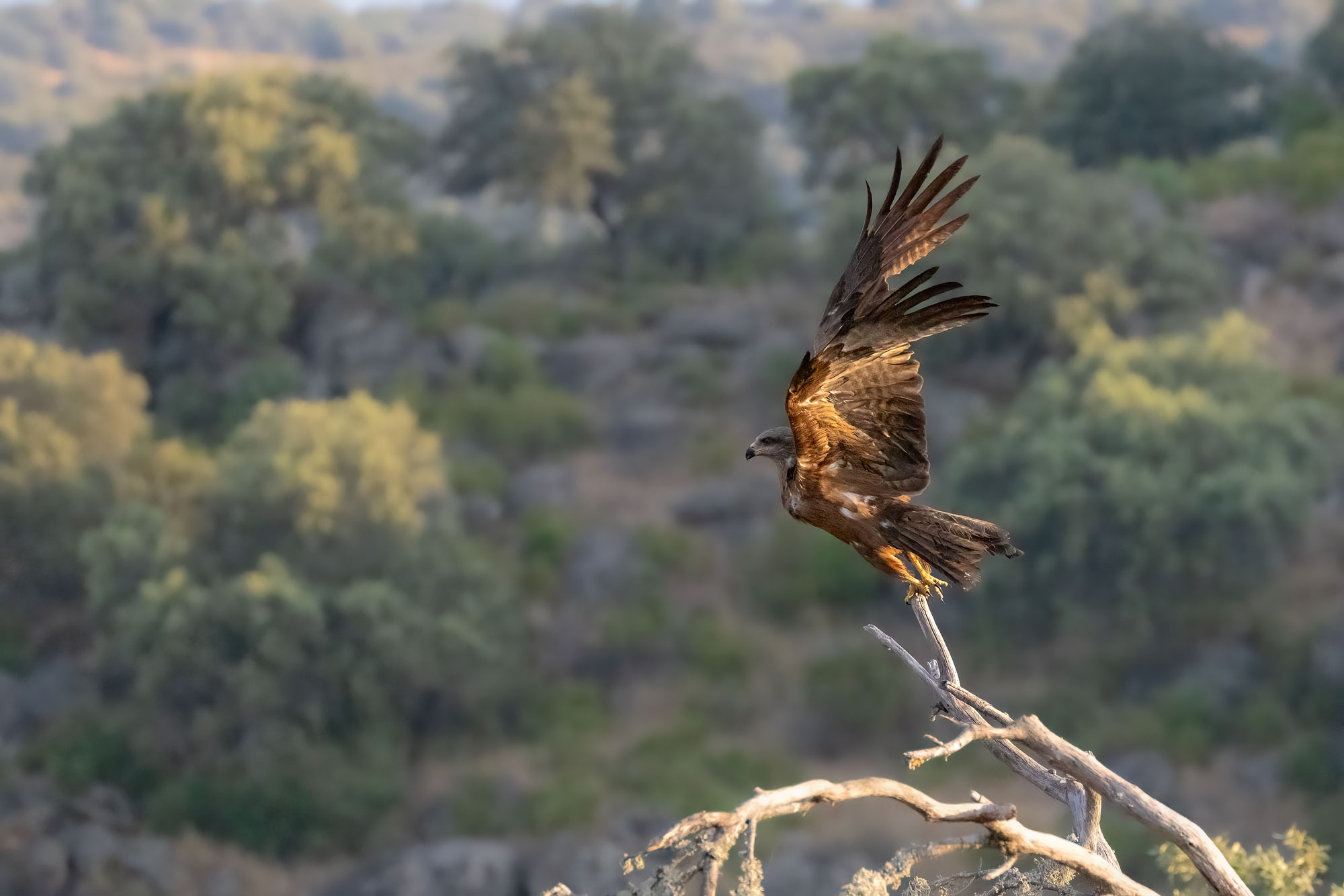 Black kite