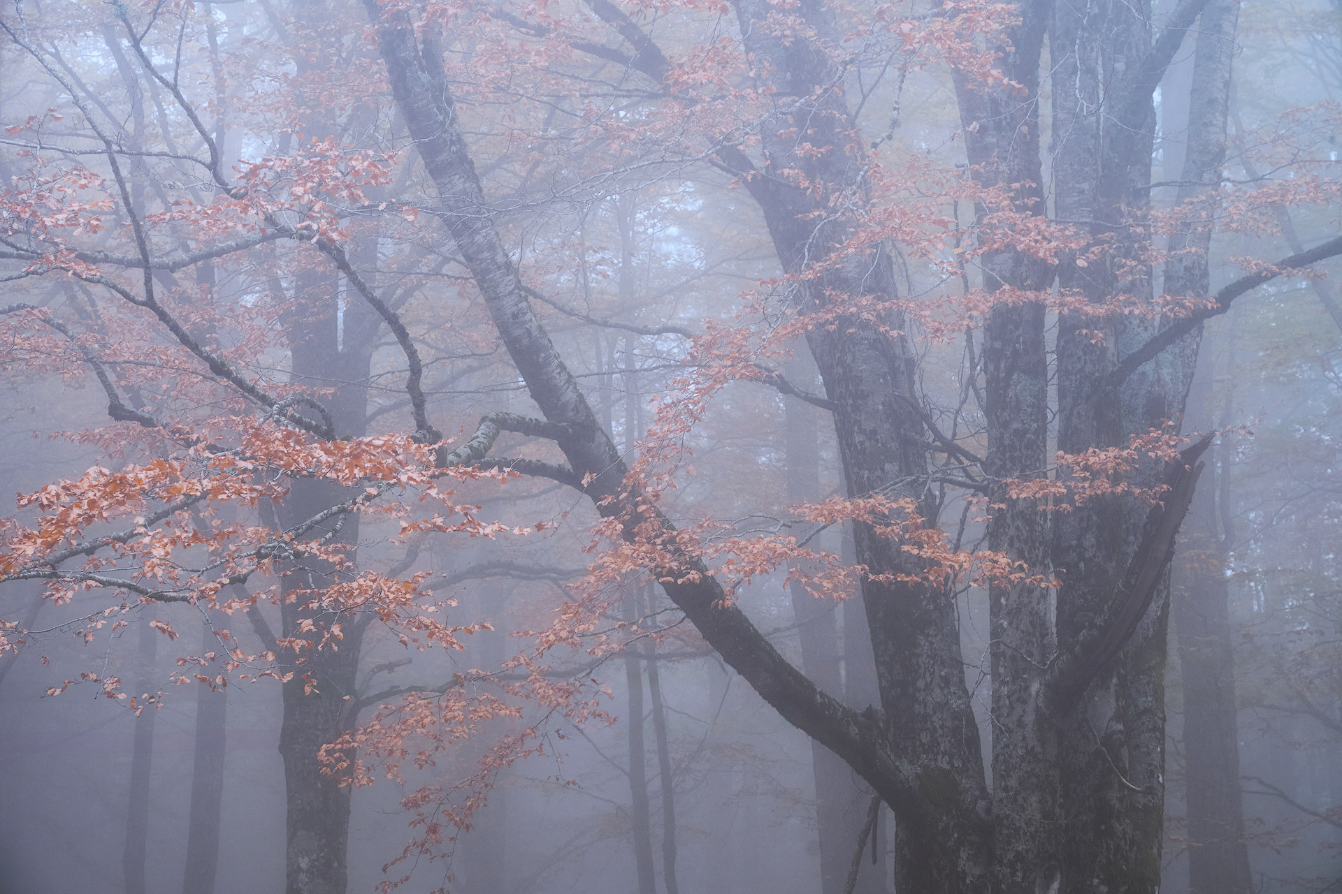 Ricerca di felicità