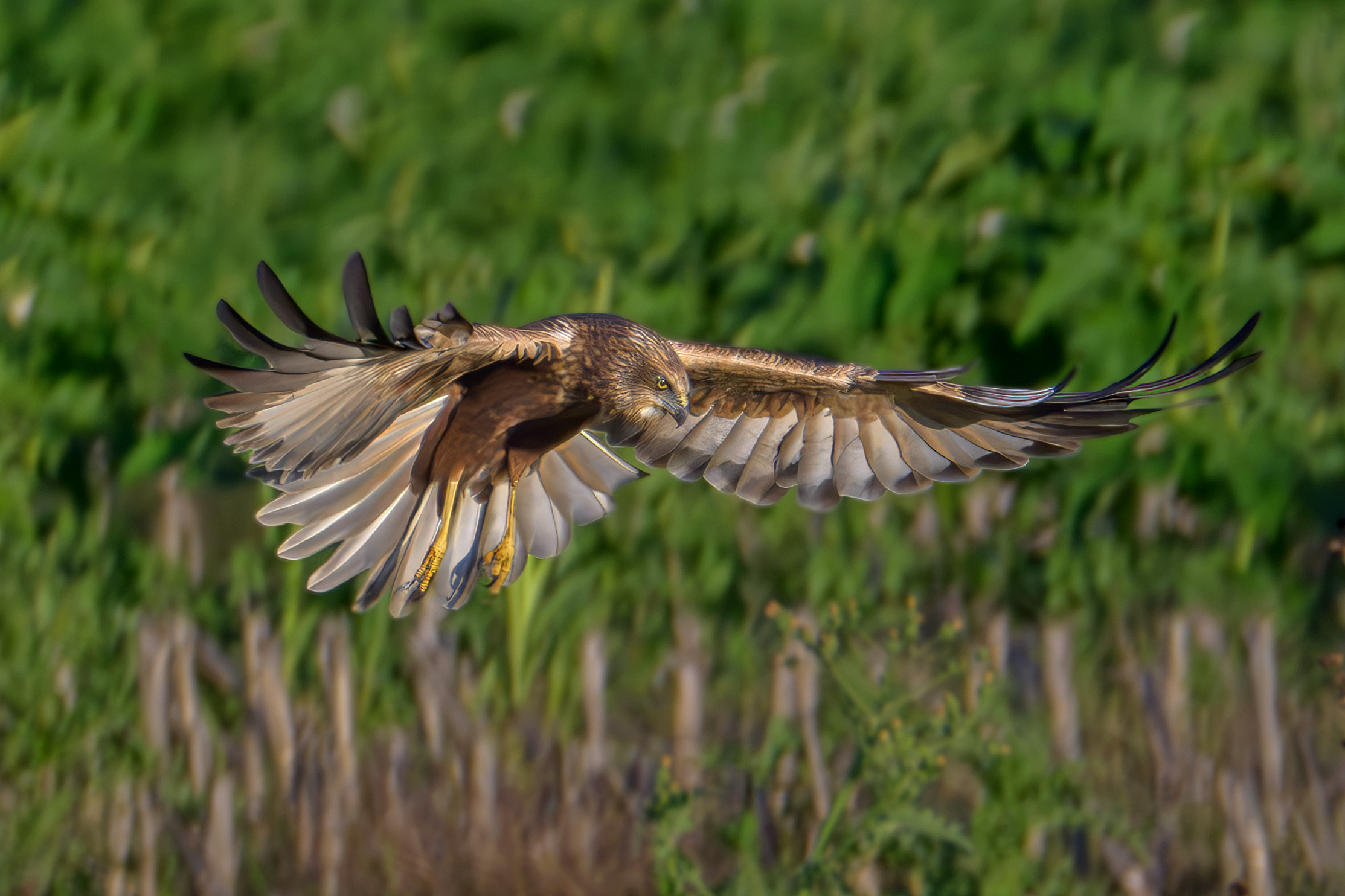 Male marsh harrier hunting n1