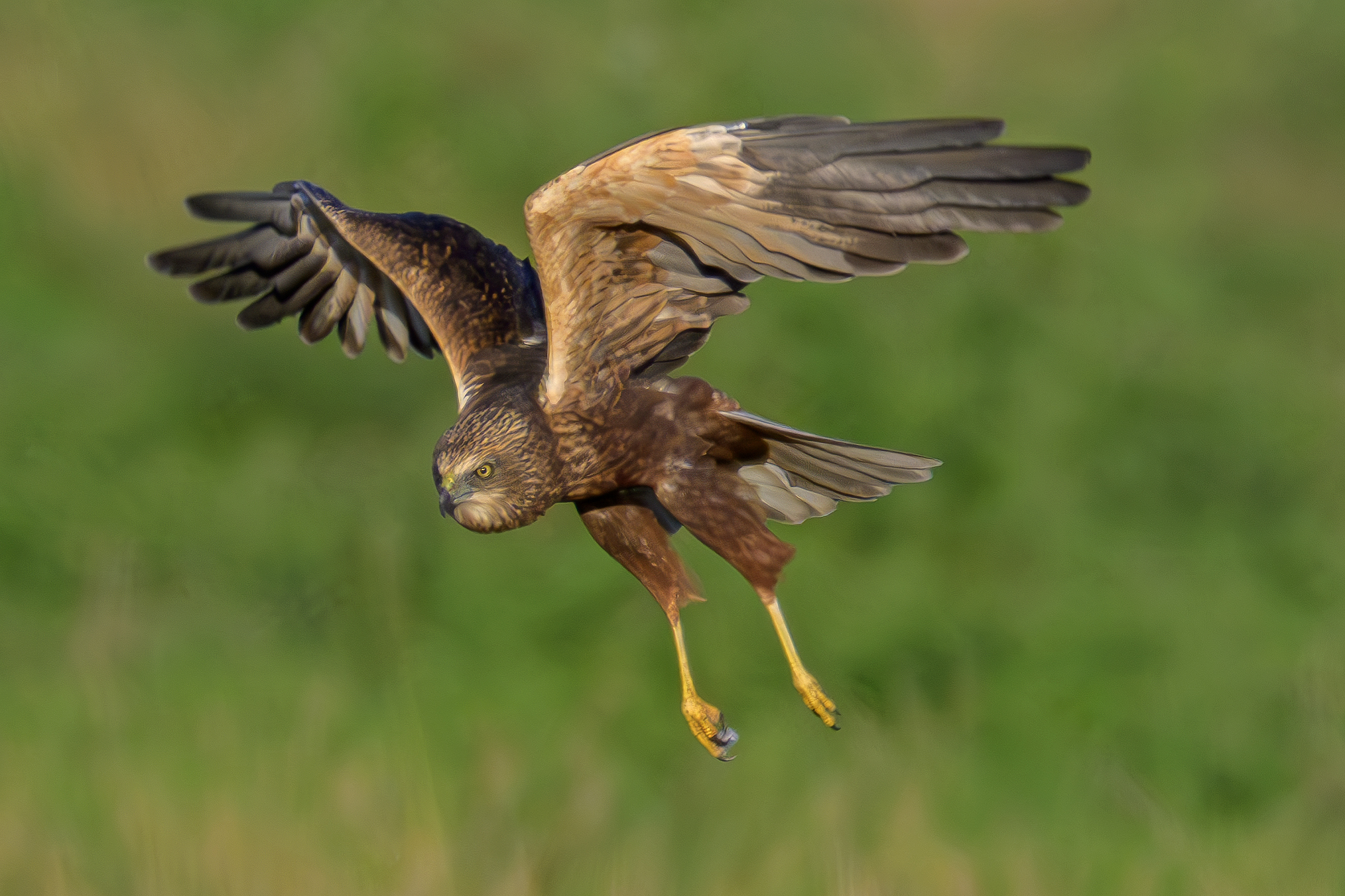 Male marsh harrier hunting n2