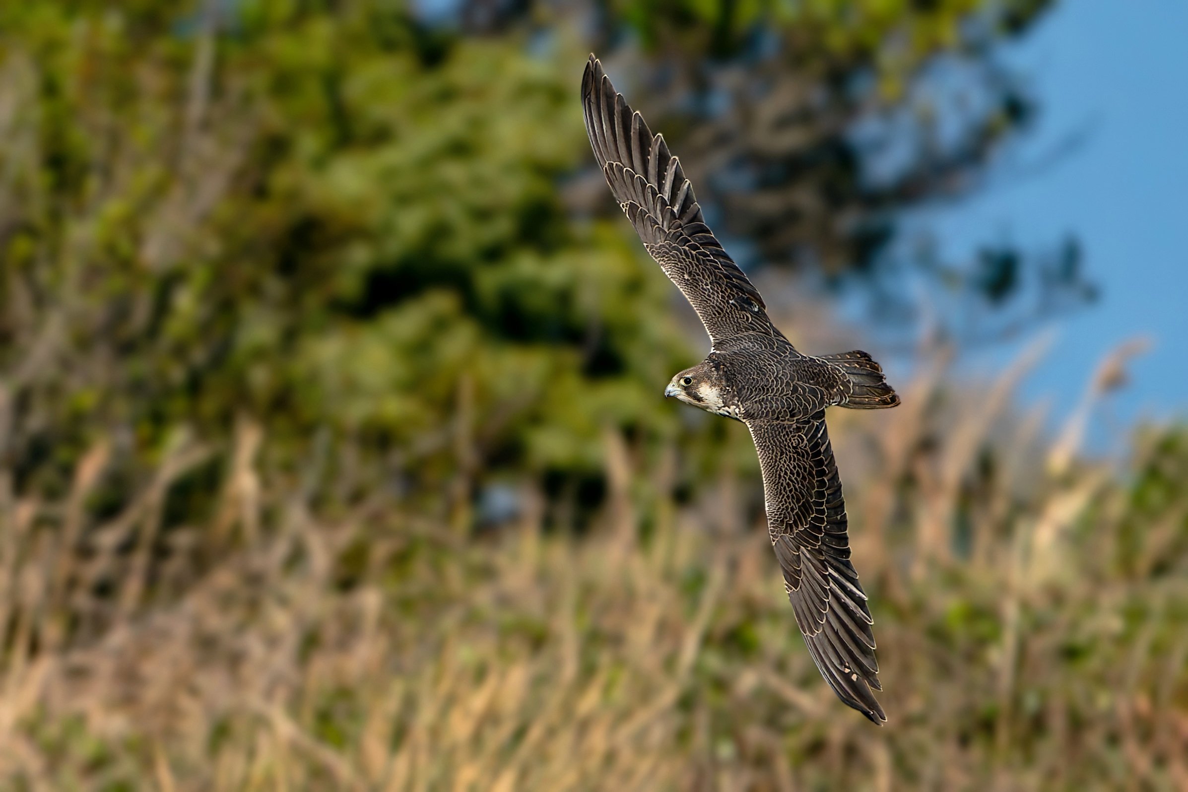 Peregrine